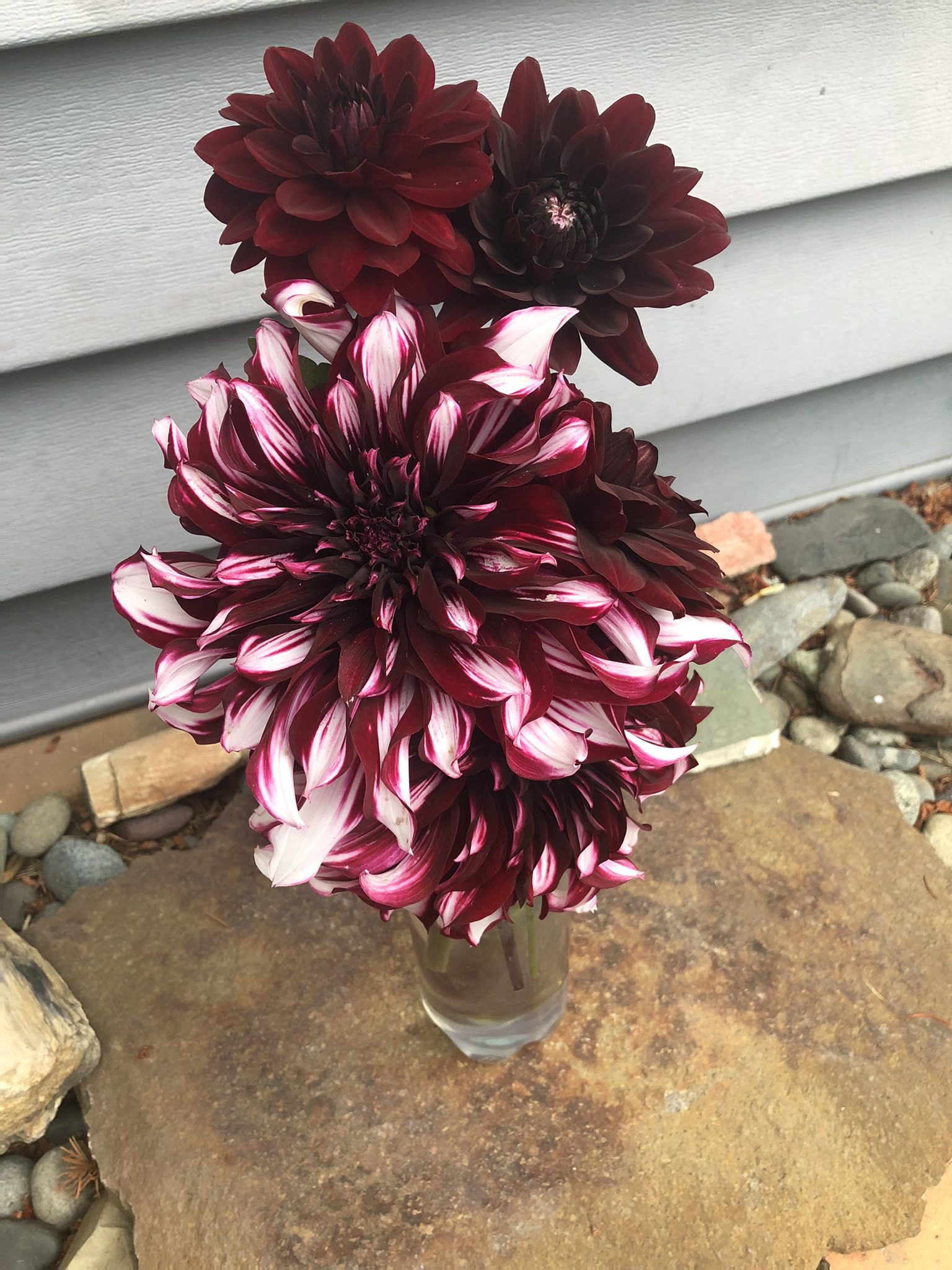 Dahlias in my Rock Garden