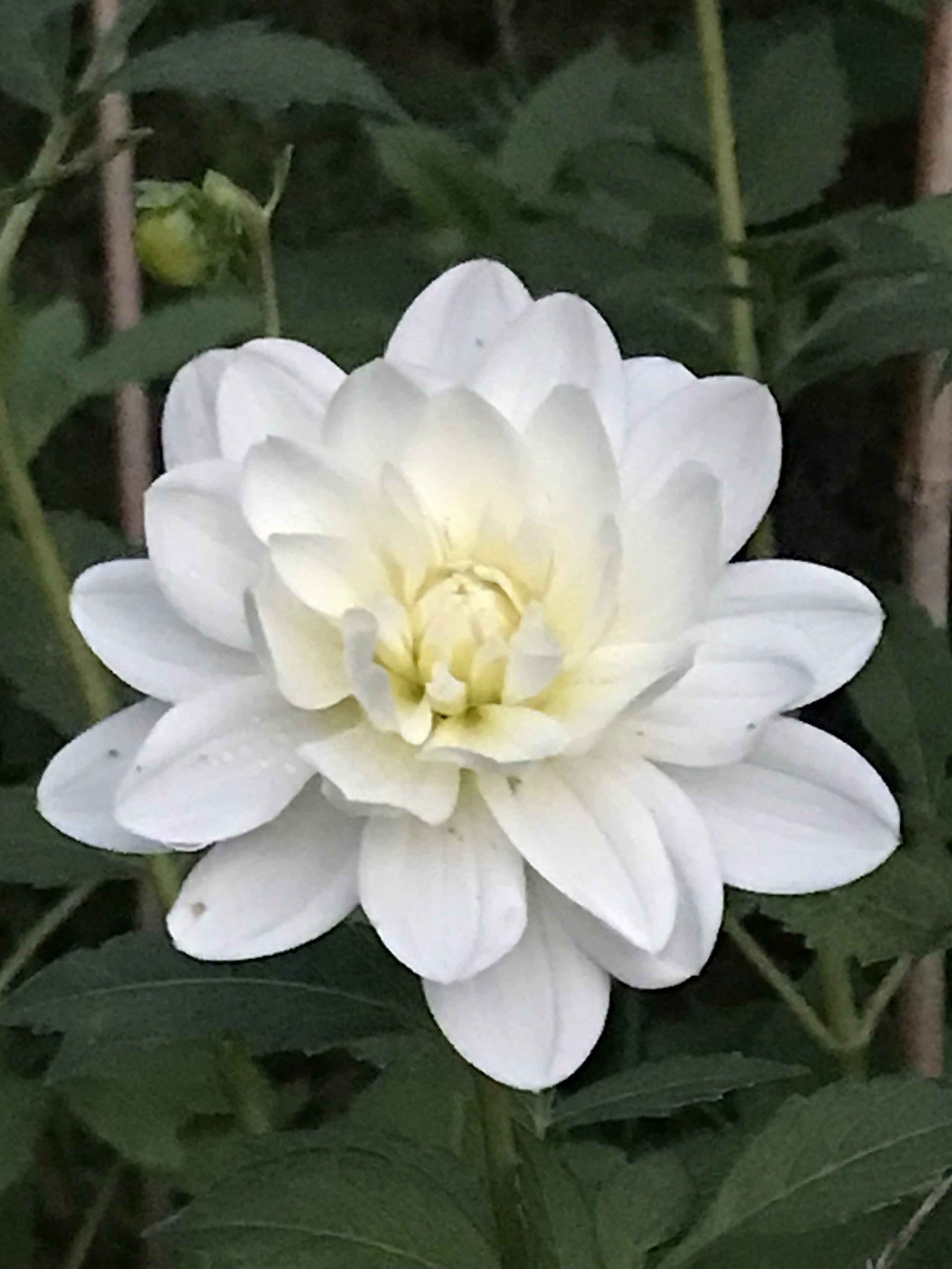 My beautiful dahlia