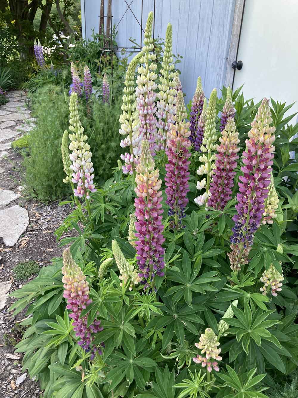 Lupine