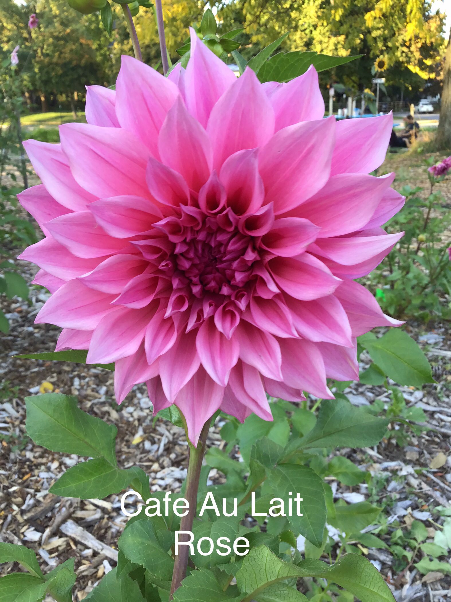 Cafe Au lait Rose