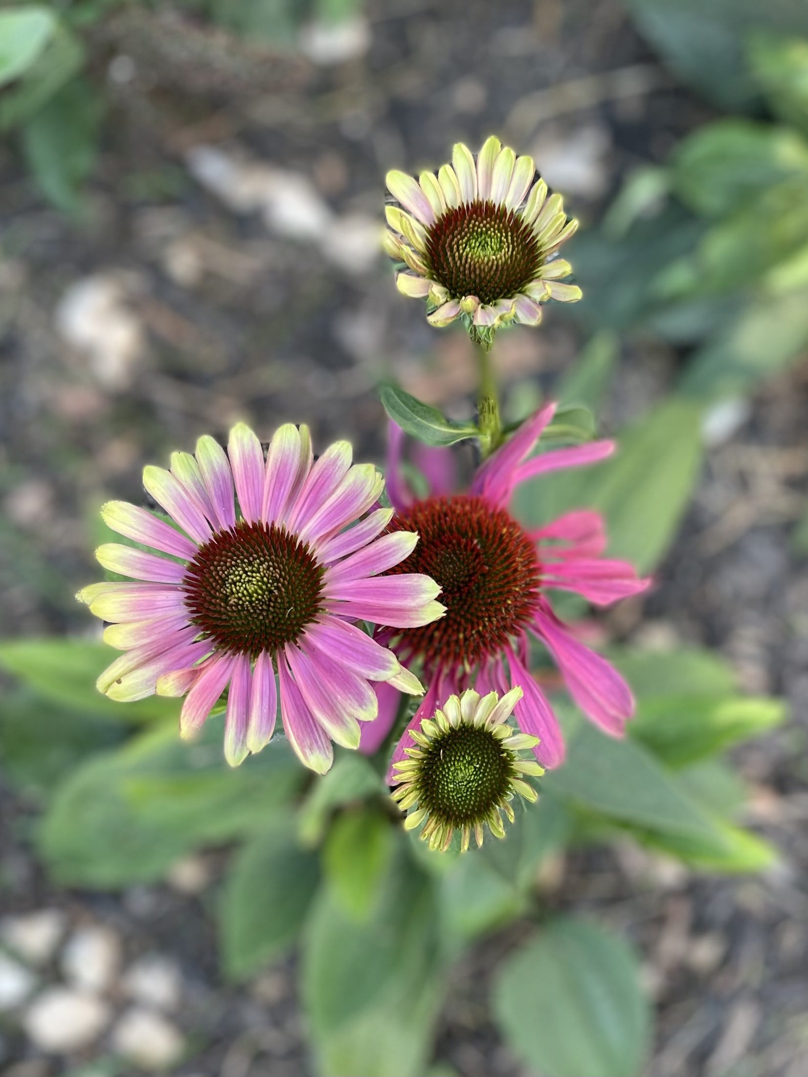 Green Twister Echinacea