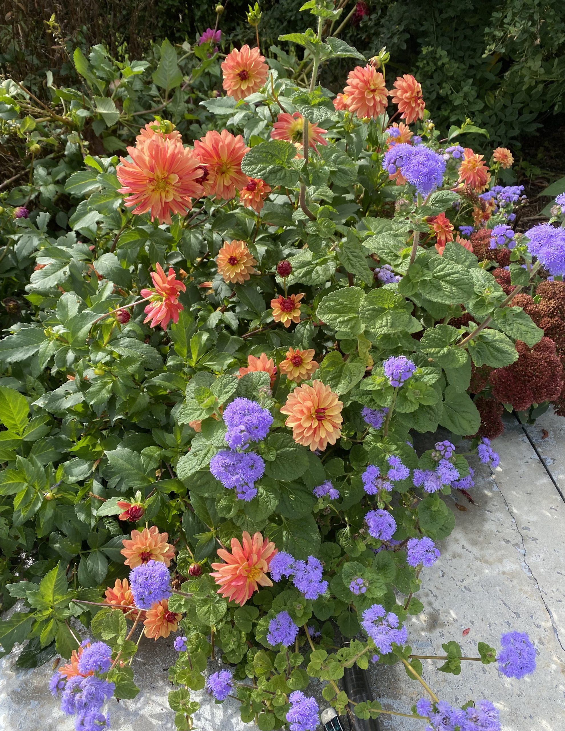 Dahlias in the Pool garden