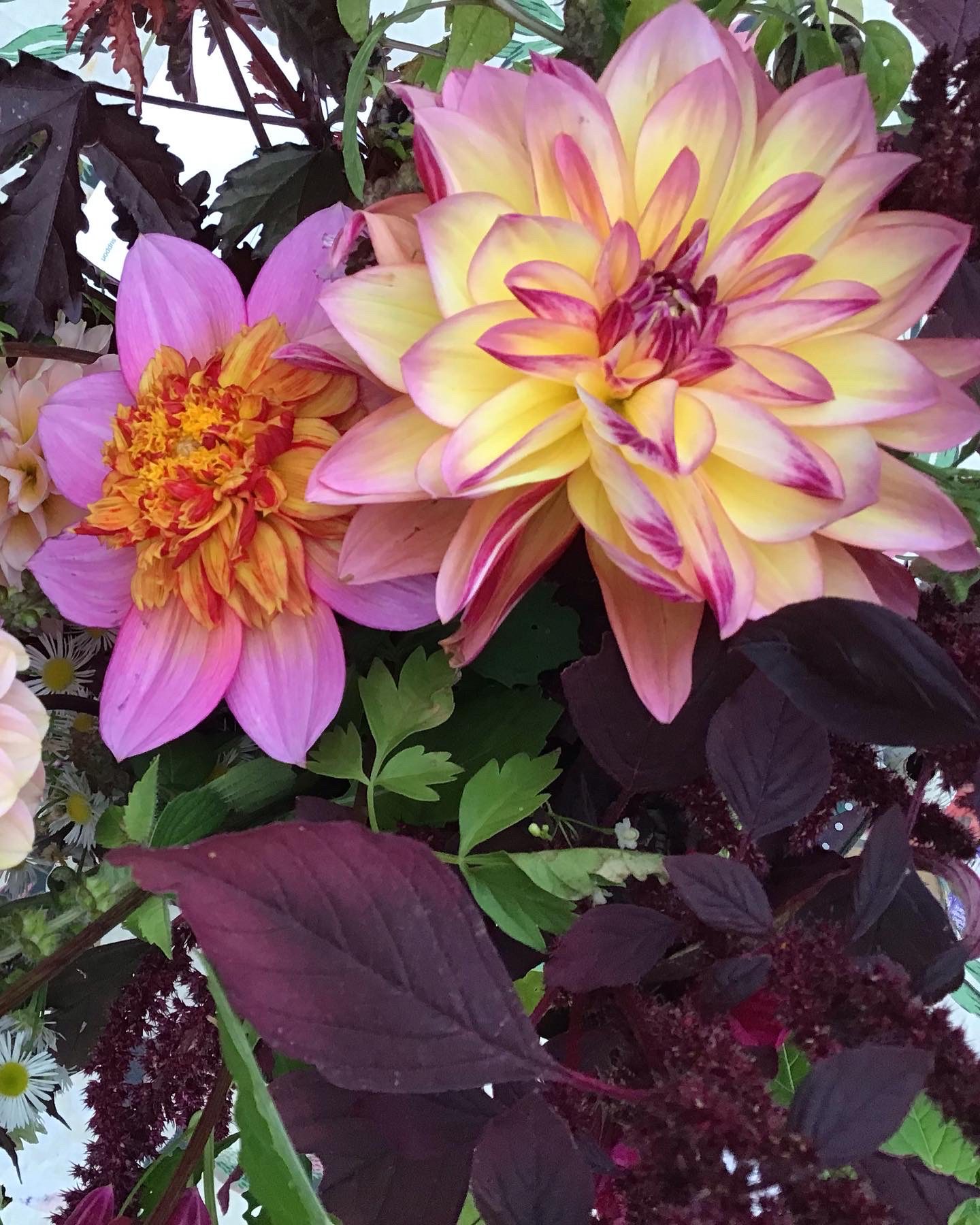 Gorgeous Dahlias in Community Garden