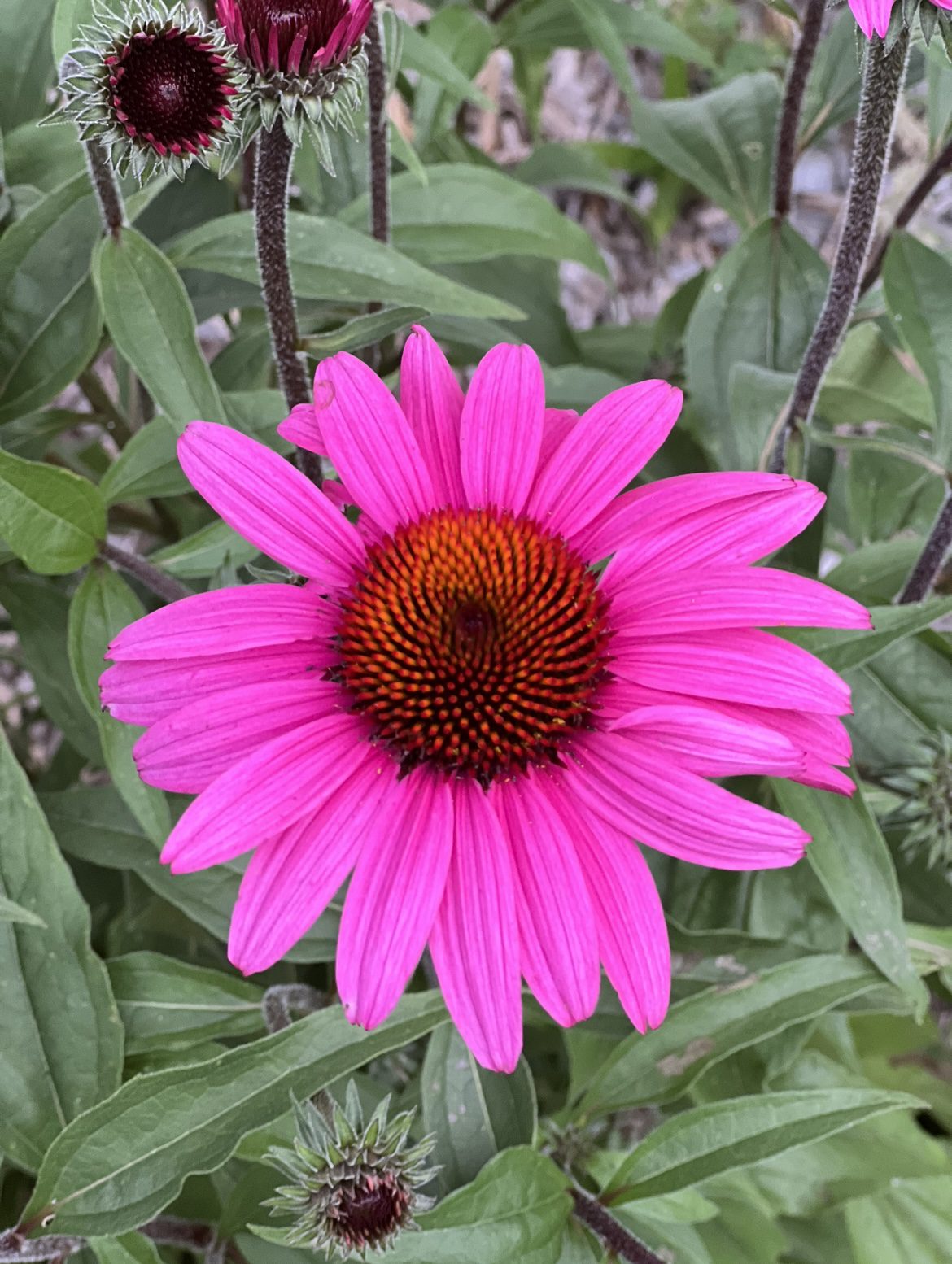 Purple Coneflower