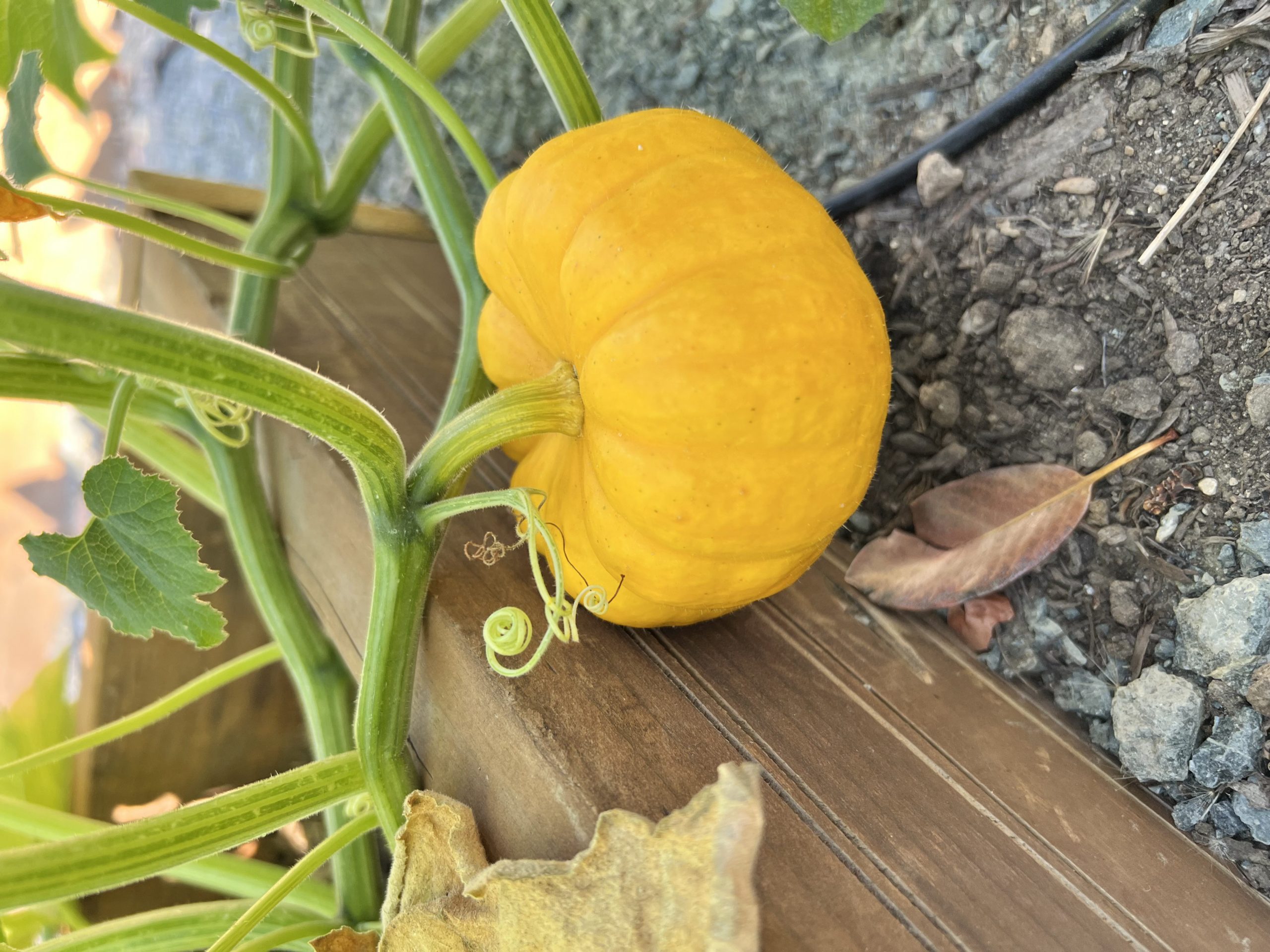 First Ever Pumpkin!