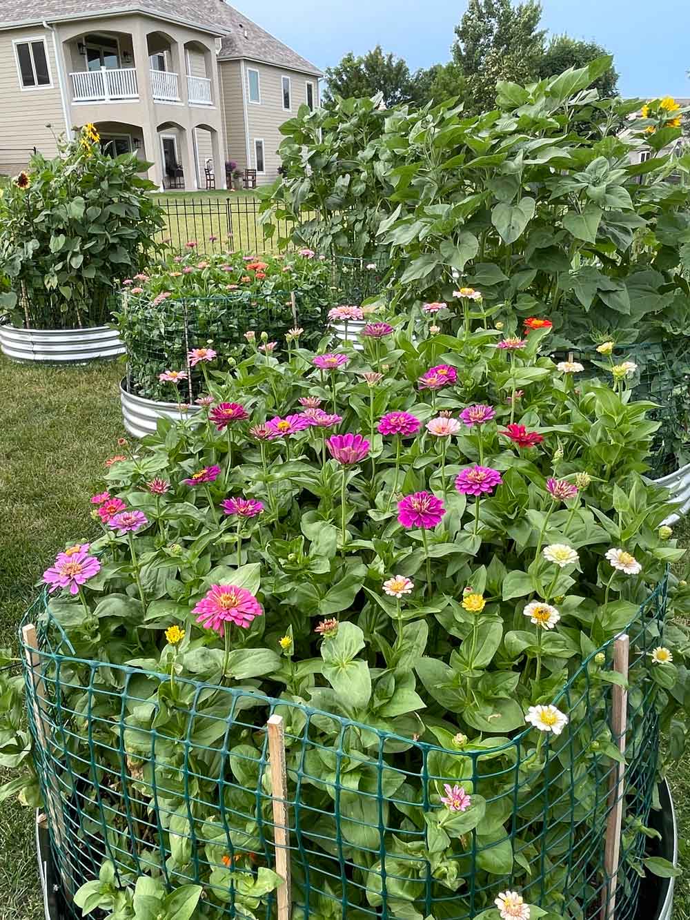 Garden of zinnias