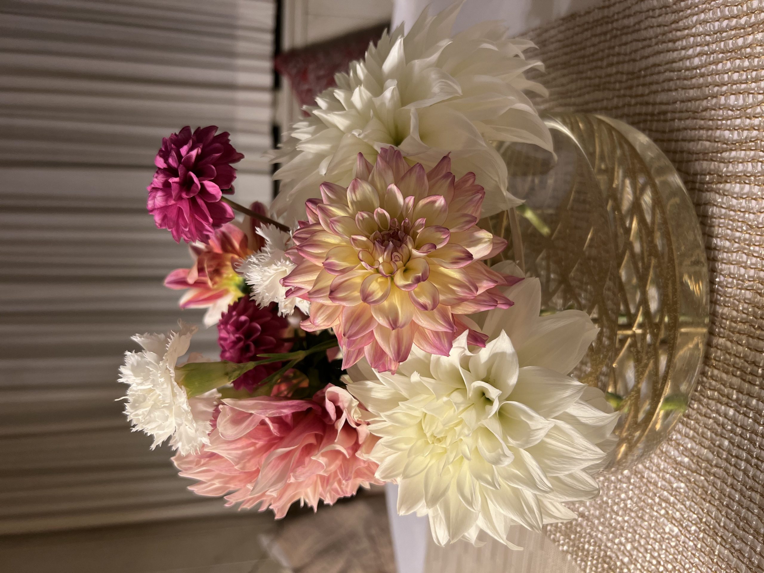 My dahlias and carnations