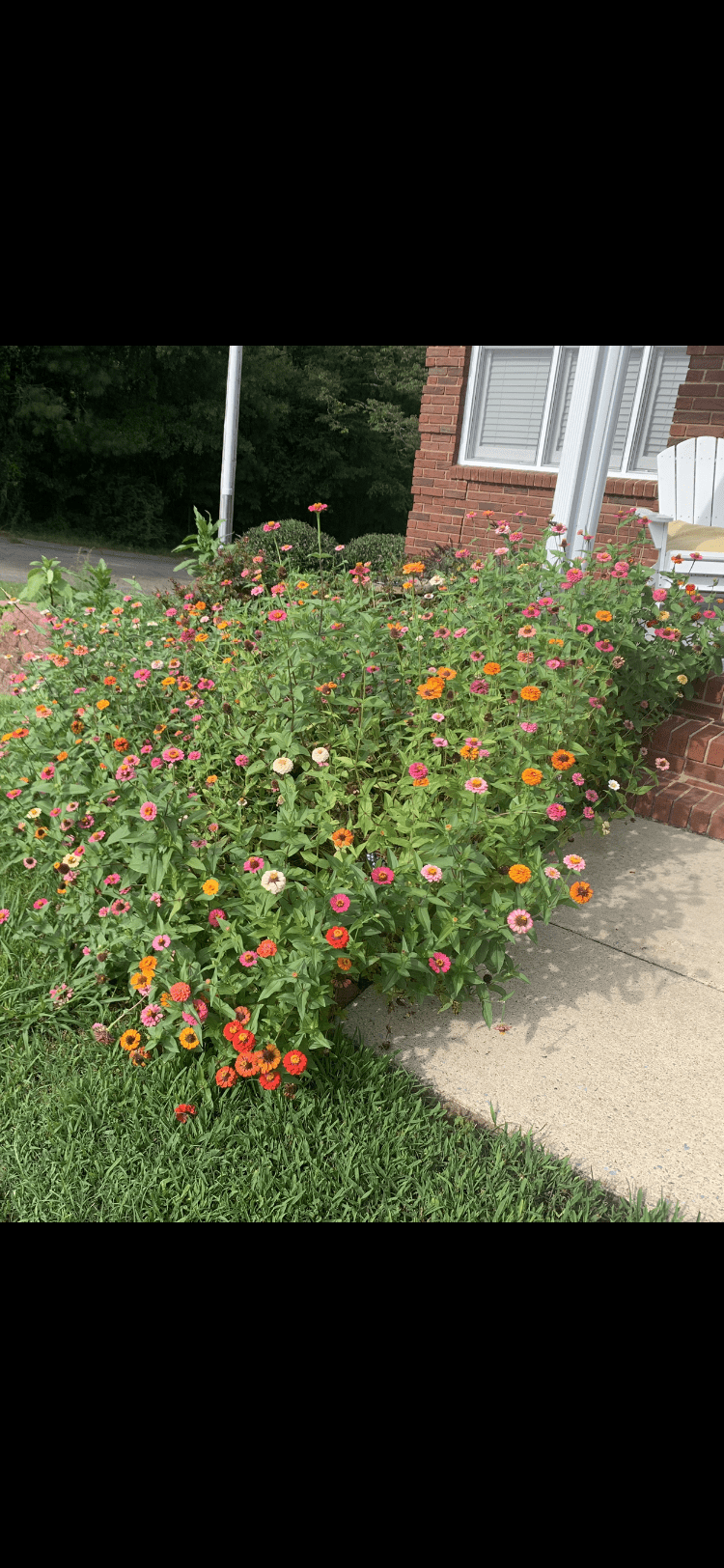 My Field Of Zinnias