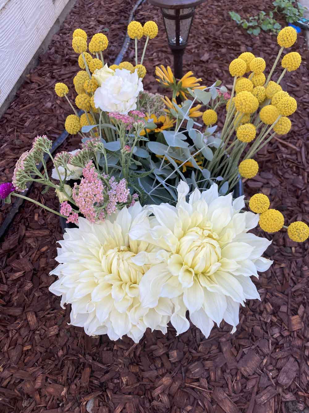 Dinnerplate dahlias coming in like Whoa!