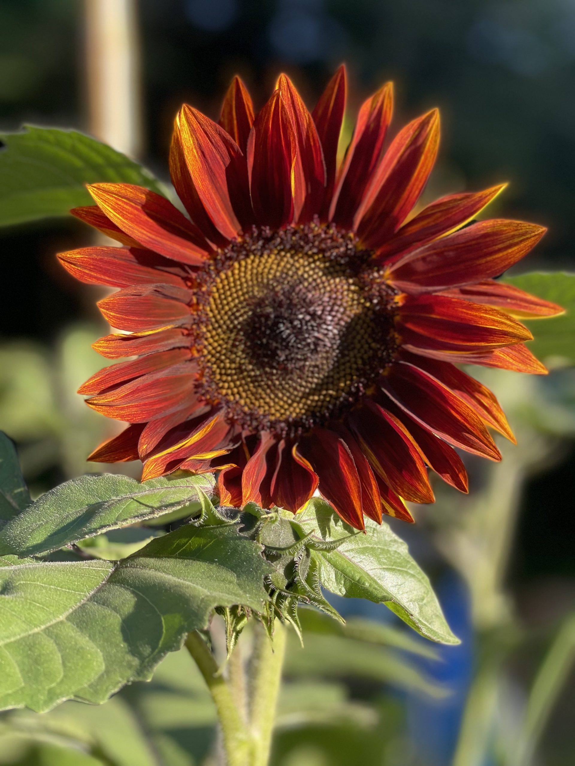 Black magic sunflower