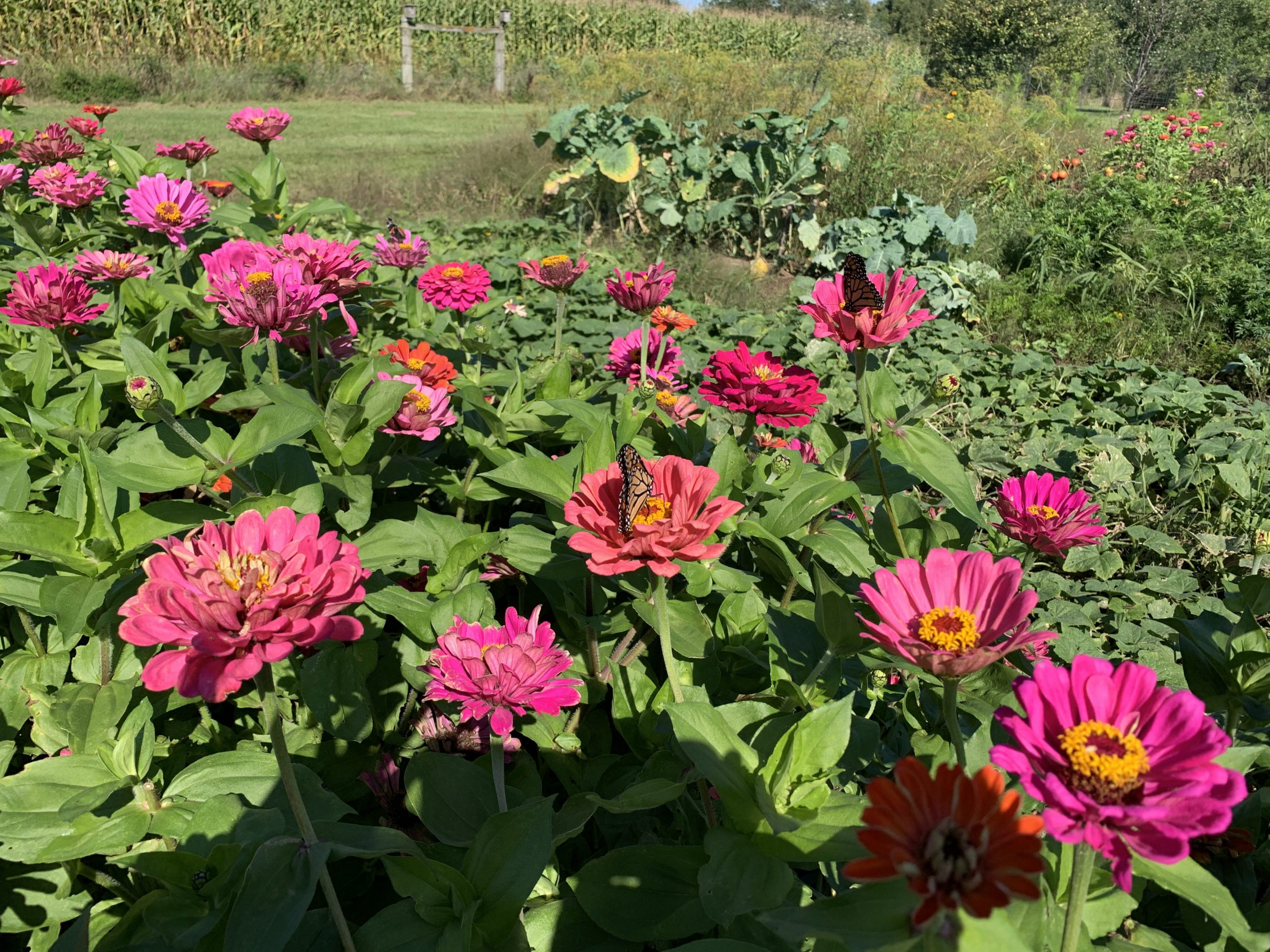 My zinnia patch