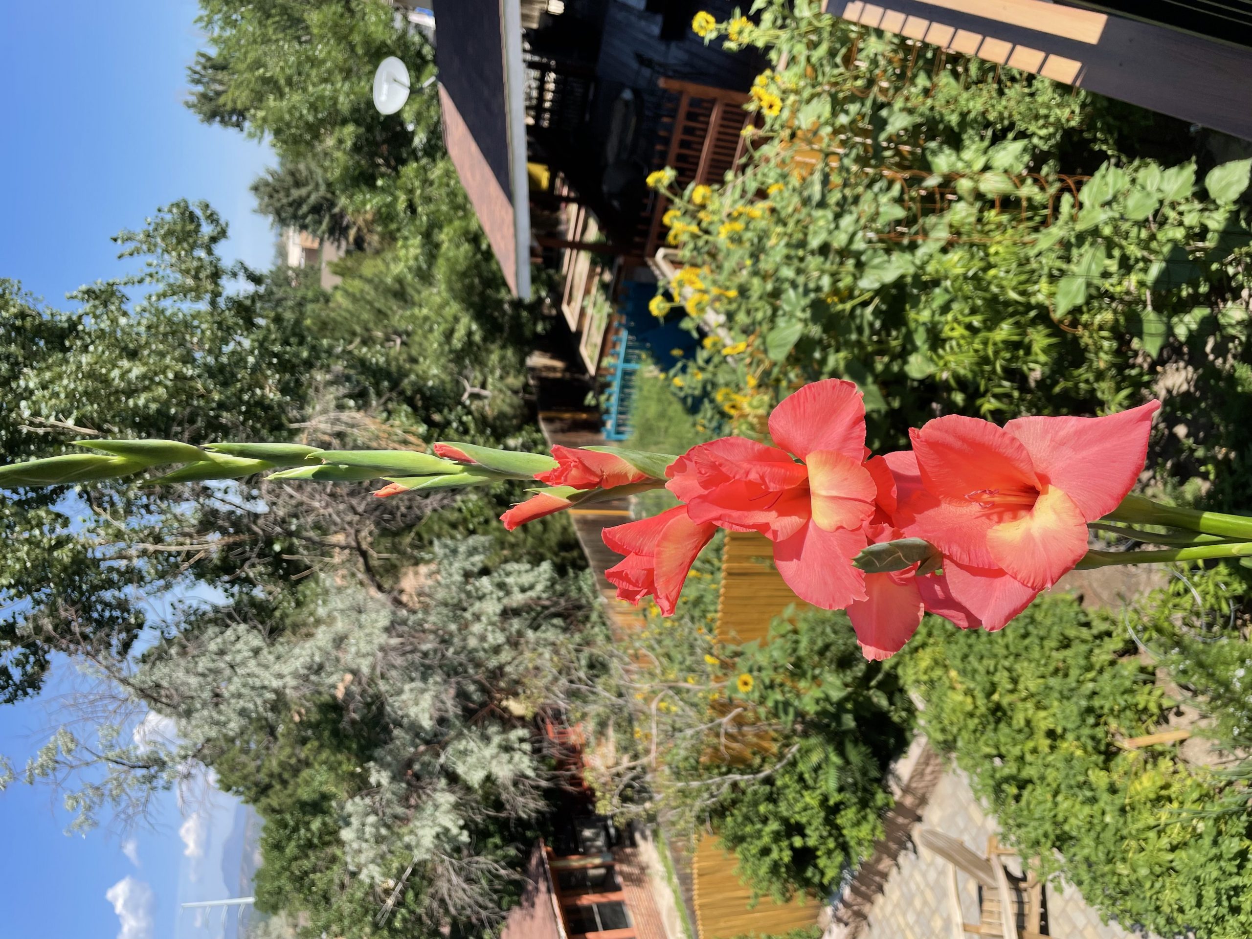 Colorful Colorado Backyard Blooms