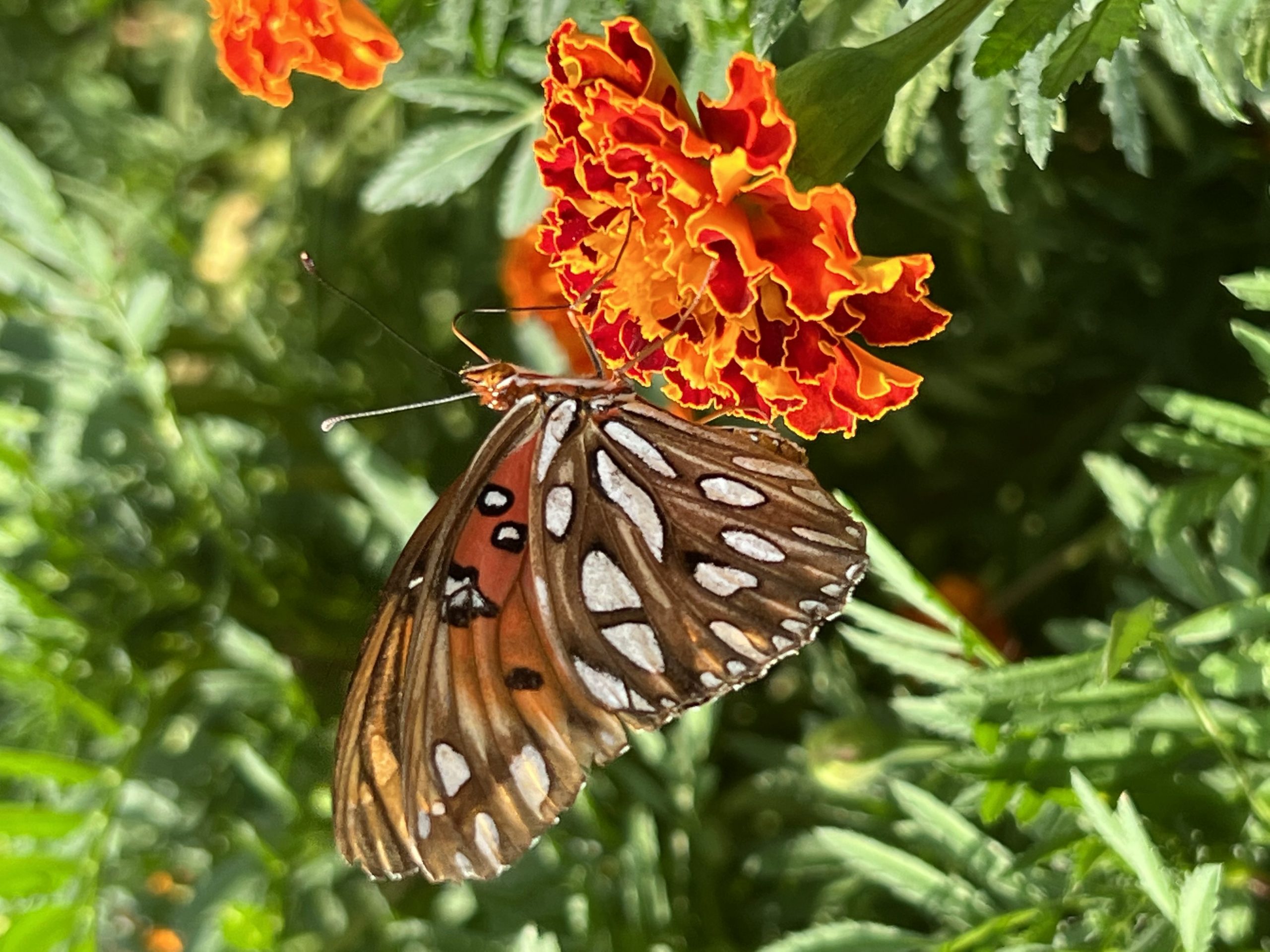 Marigolds in Bloom!