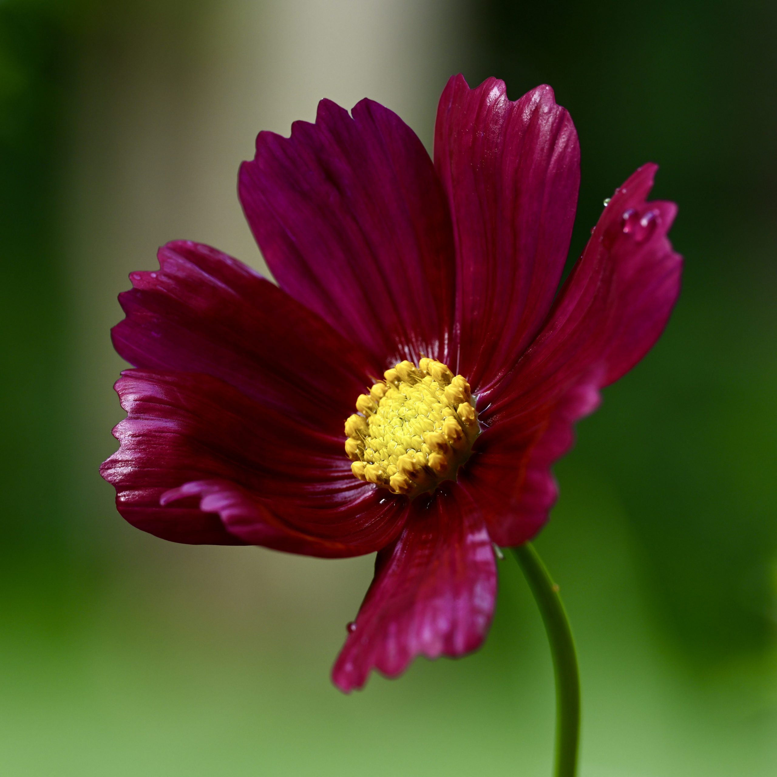 Cosmos flower in my garden (Psyche)