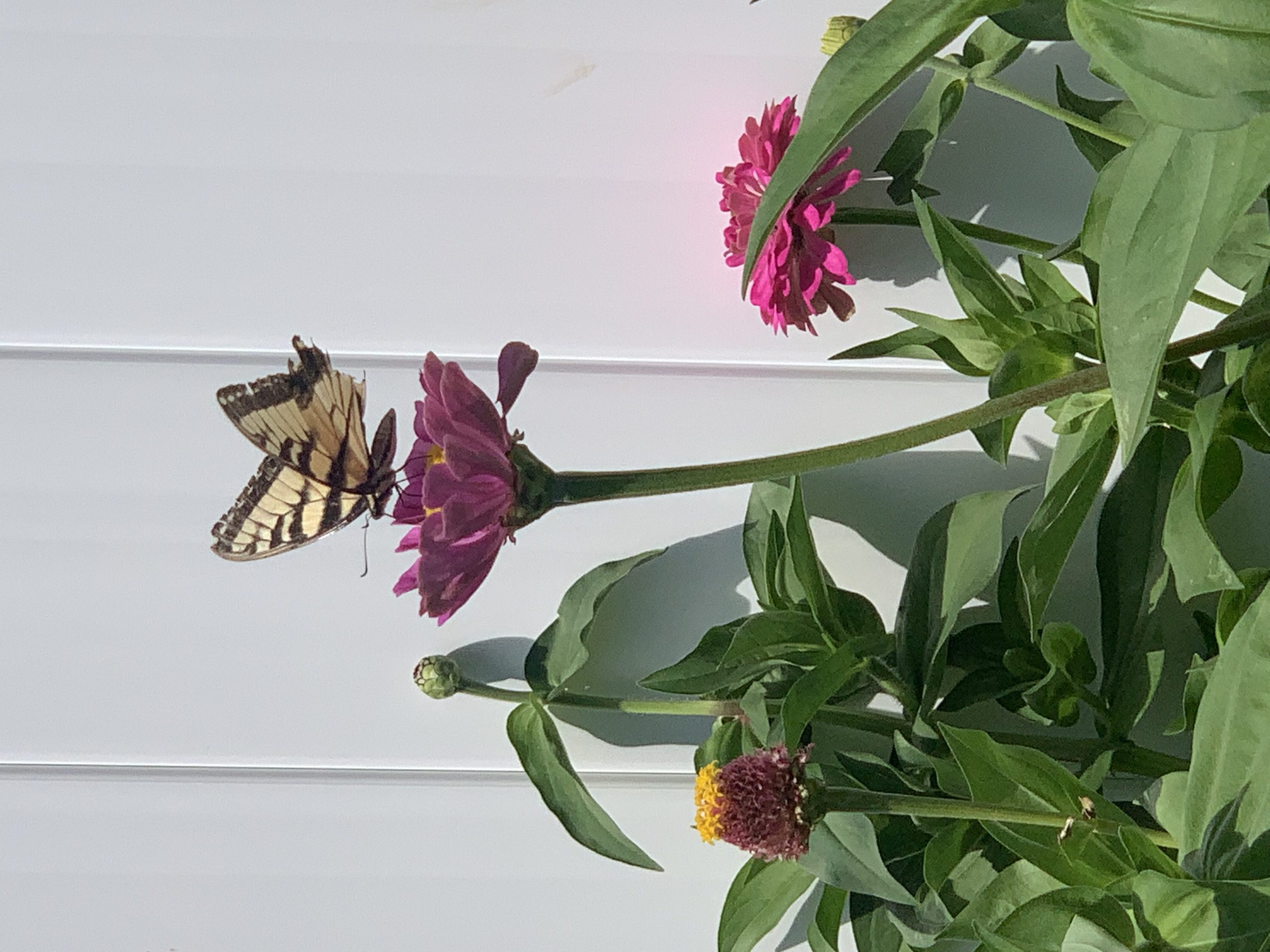 Pollinator on zinnias!