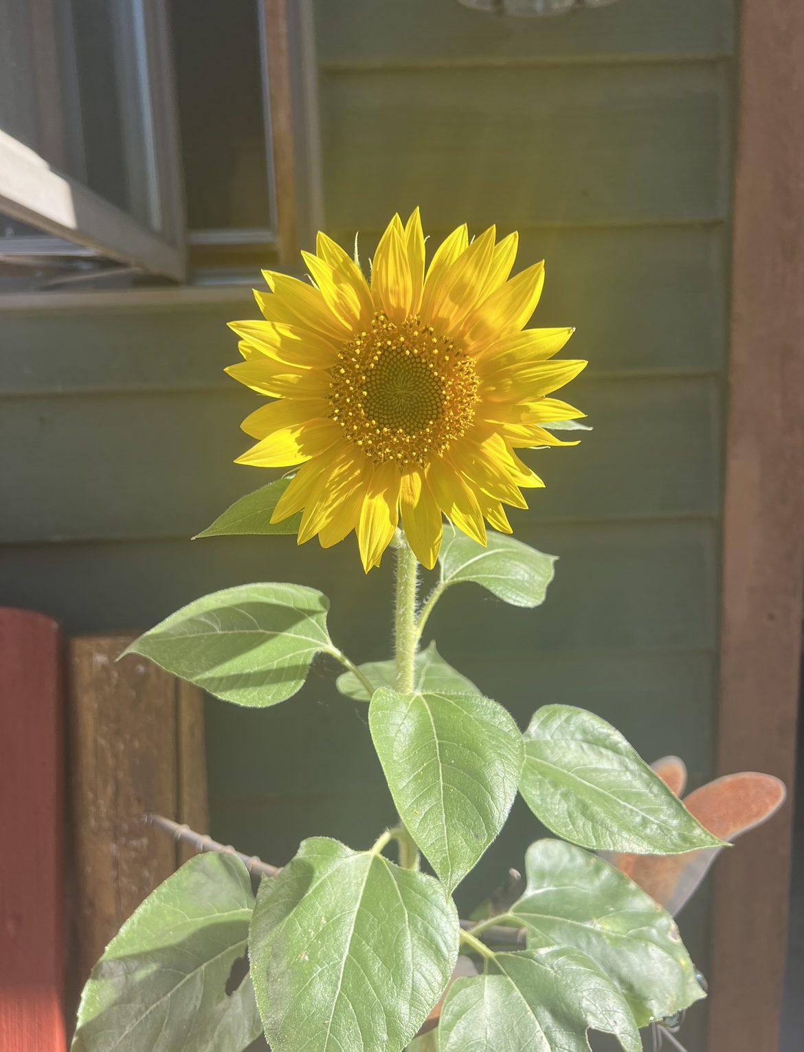 Perfect Sunflower