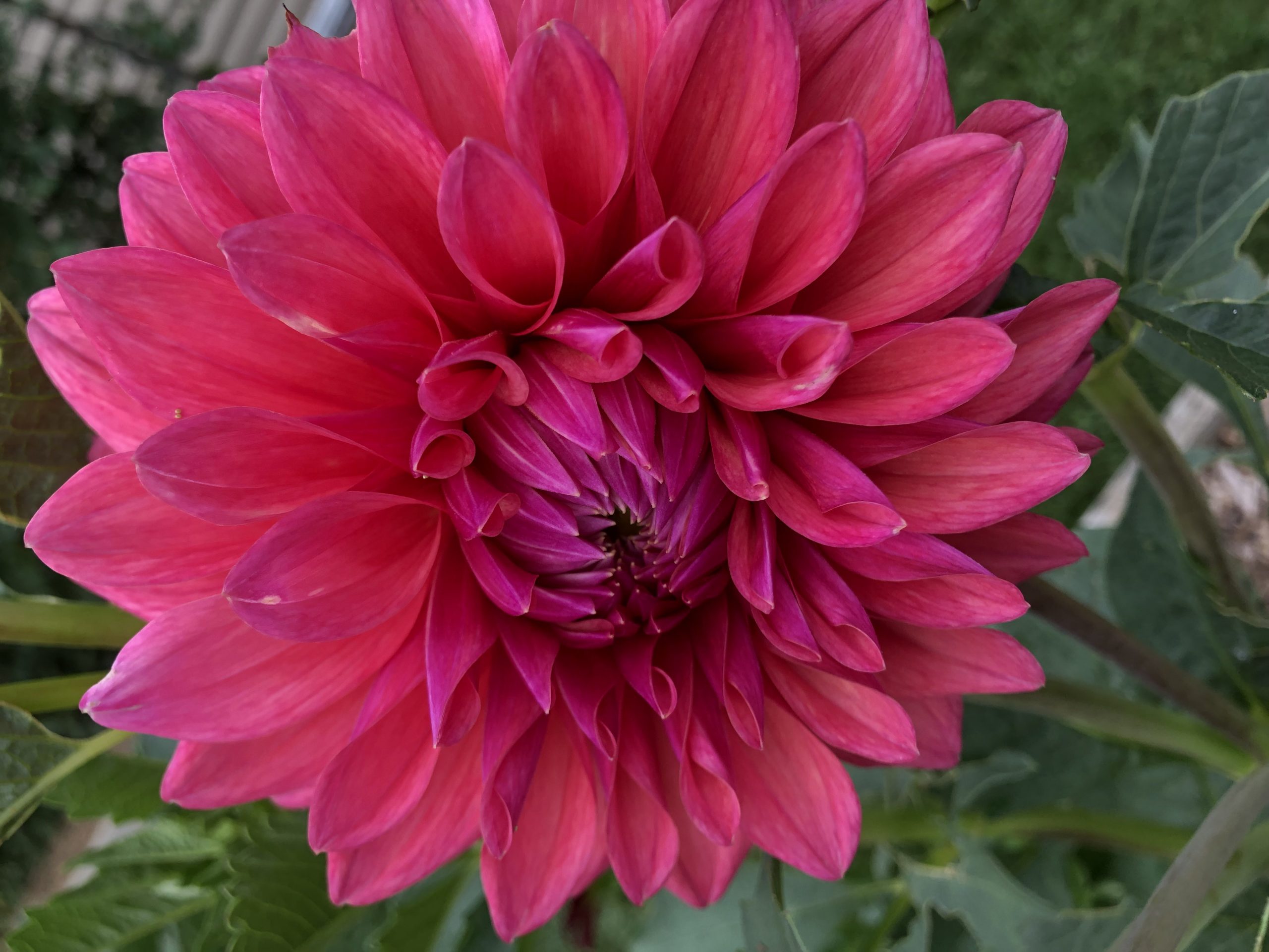 Dahlia beauty