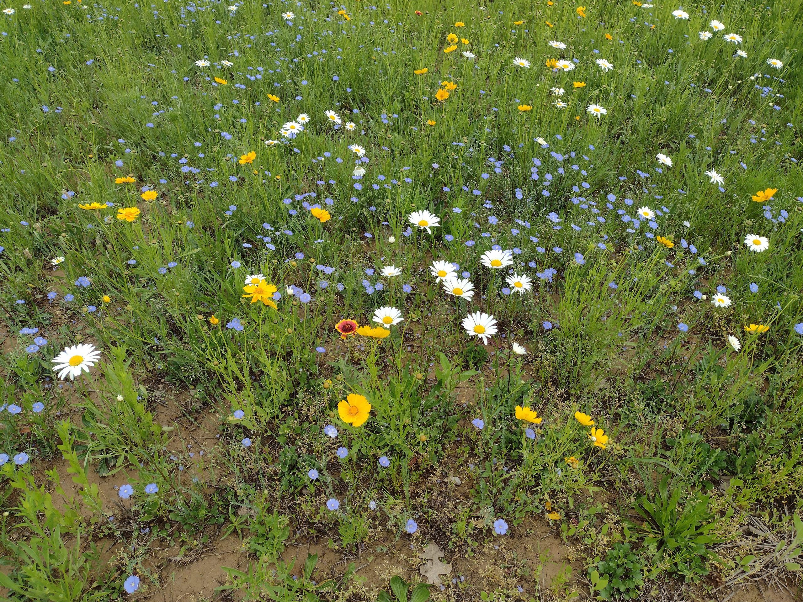 Bell Spring Wildflowers