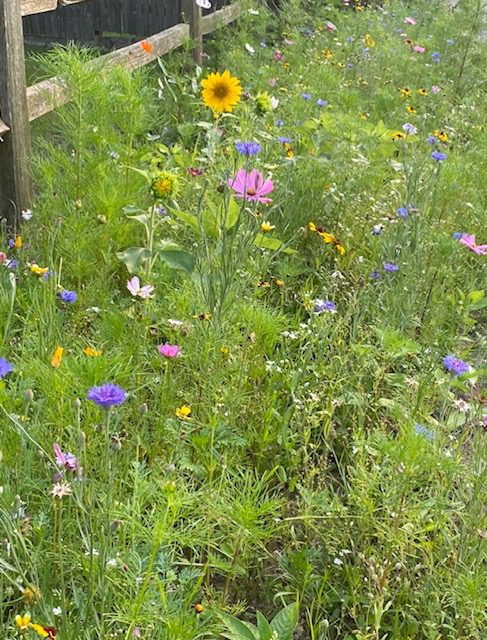 Eden Brothers Wildflower Mix!