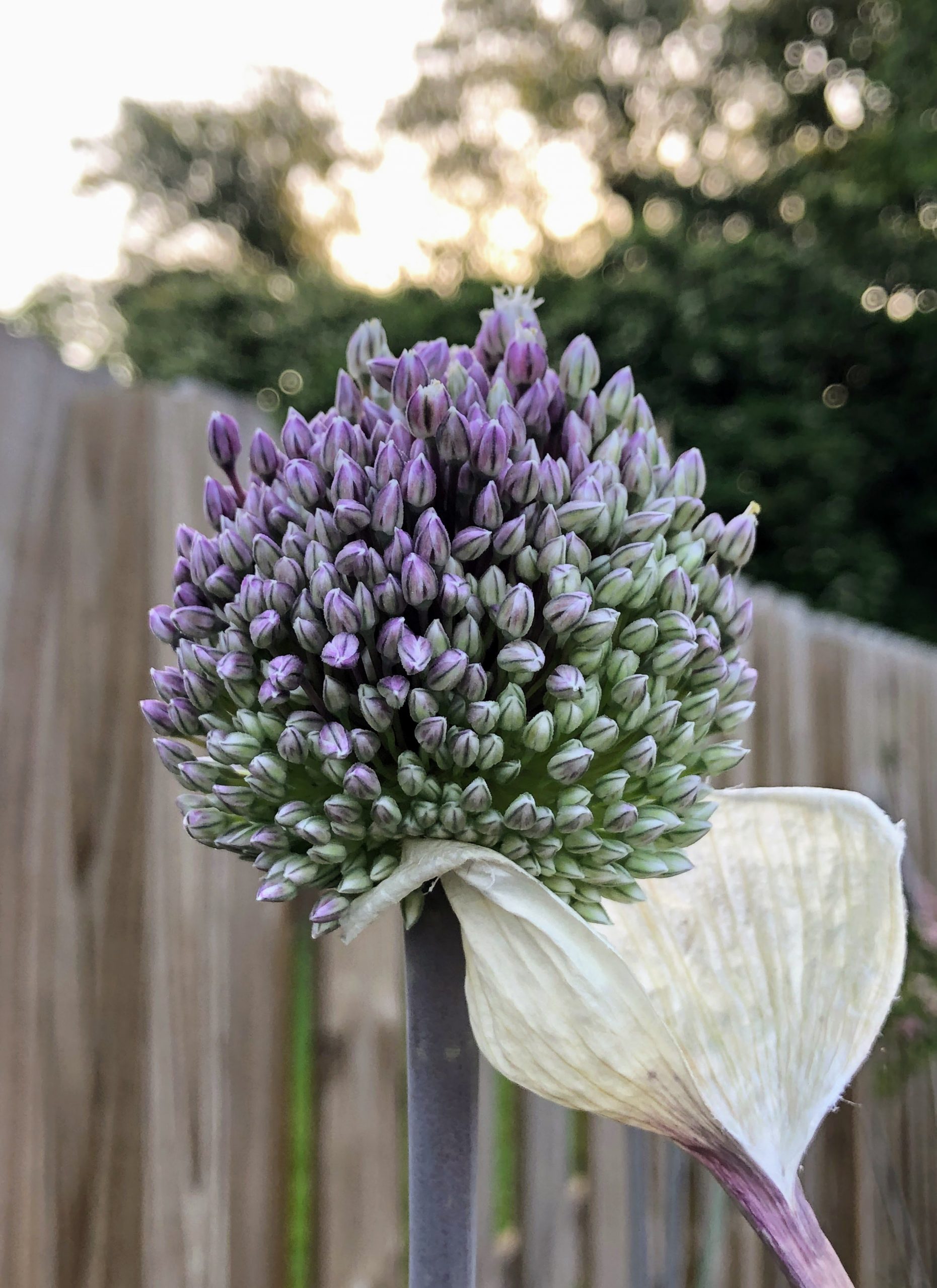 Alliums Emerging