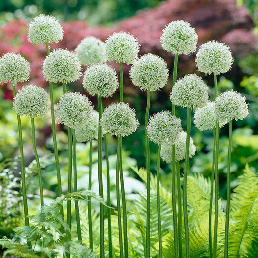 A group of White Giant Alliums. Tall green stalks with a globe-shaped white ball of blooms, and a blurred forest background.