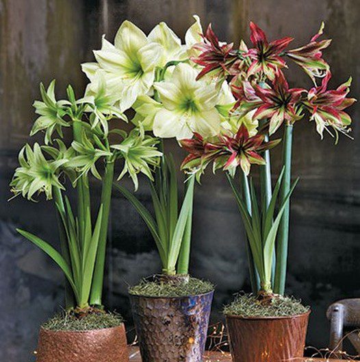 3 pots with a variety of Exotic Amaryllis Bulbs planted in them featuring large, trumpet-shaped petals that radiate in shades of red, white, and green. The flowers stand tall on sturdy green stems. Background is a blurred dark grey interior.