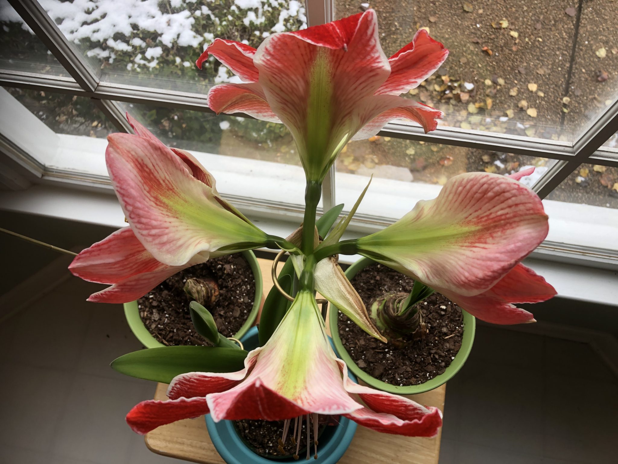 Amaryllis