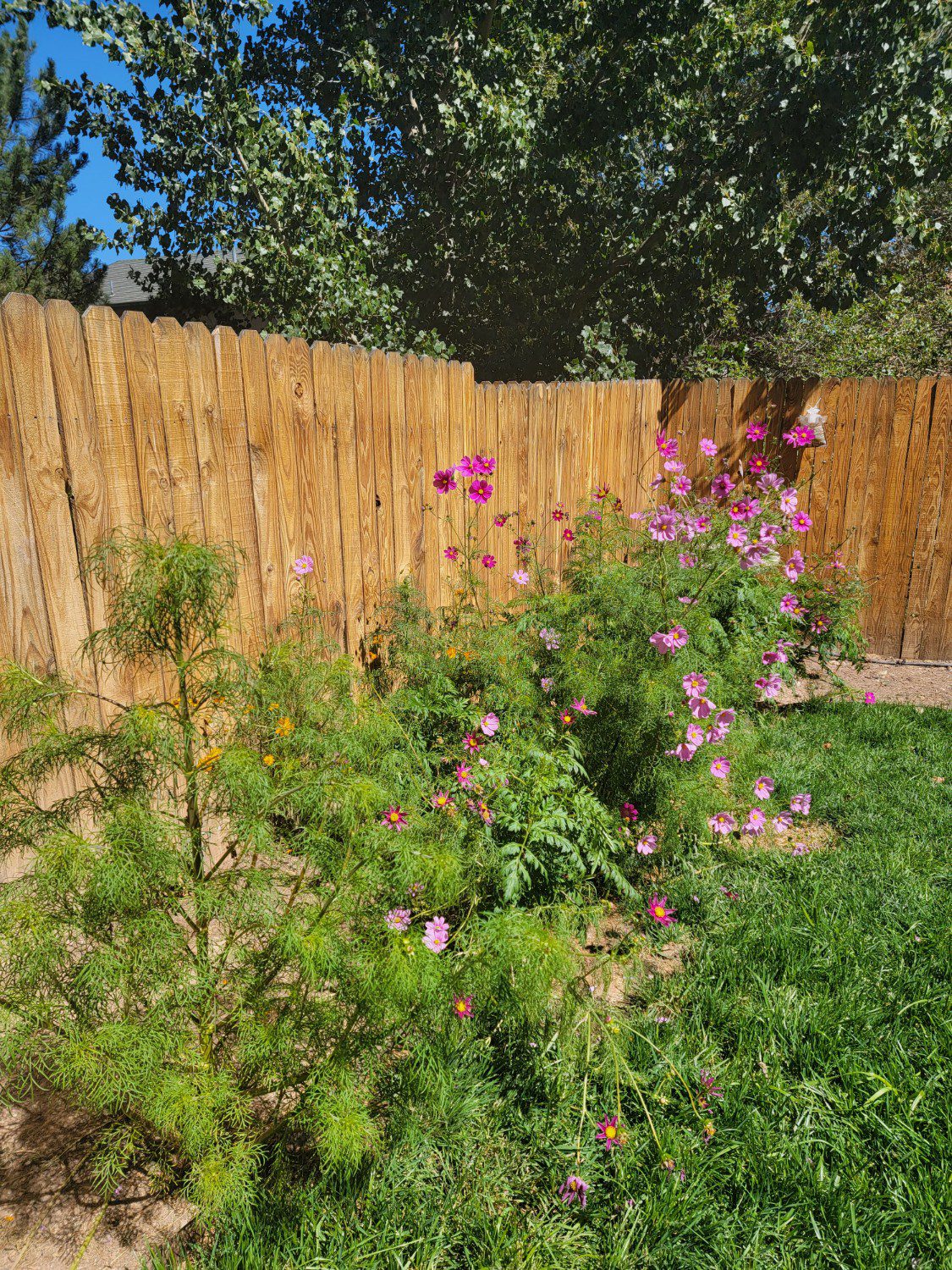 Variety of wildflower seeds