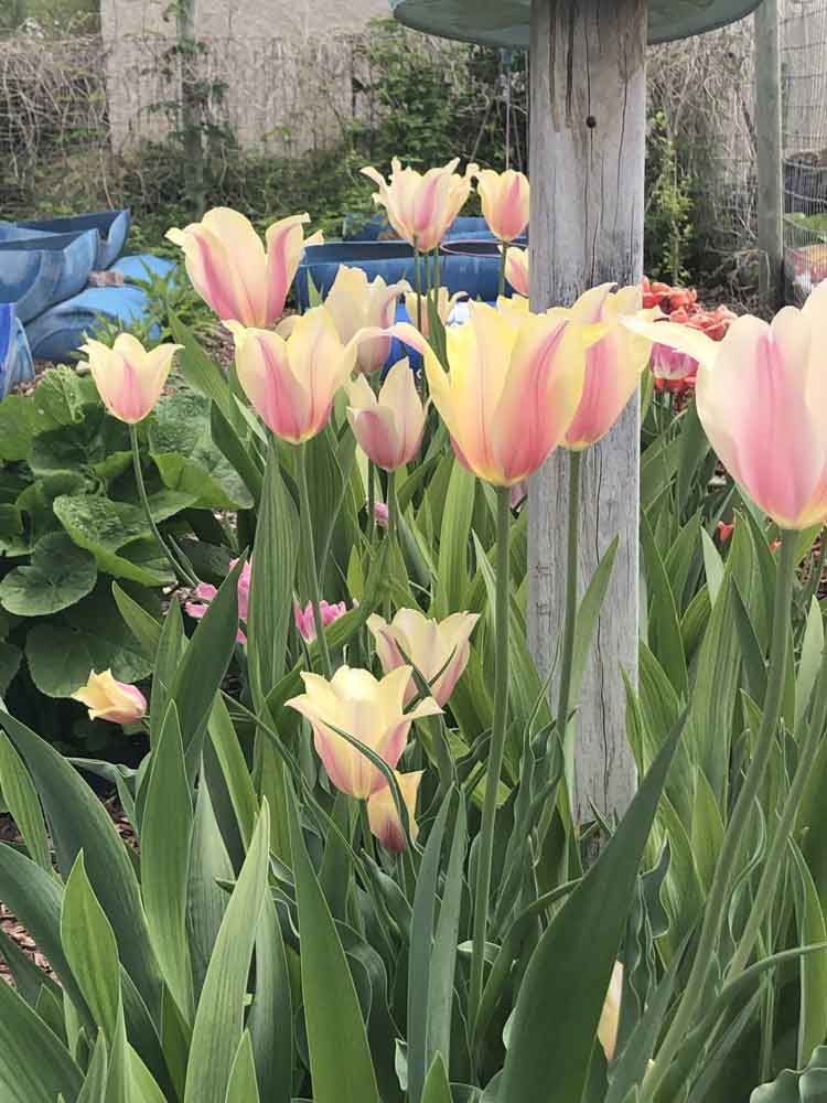 My Apricot Delight tulips, Beautiful!