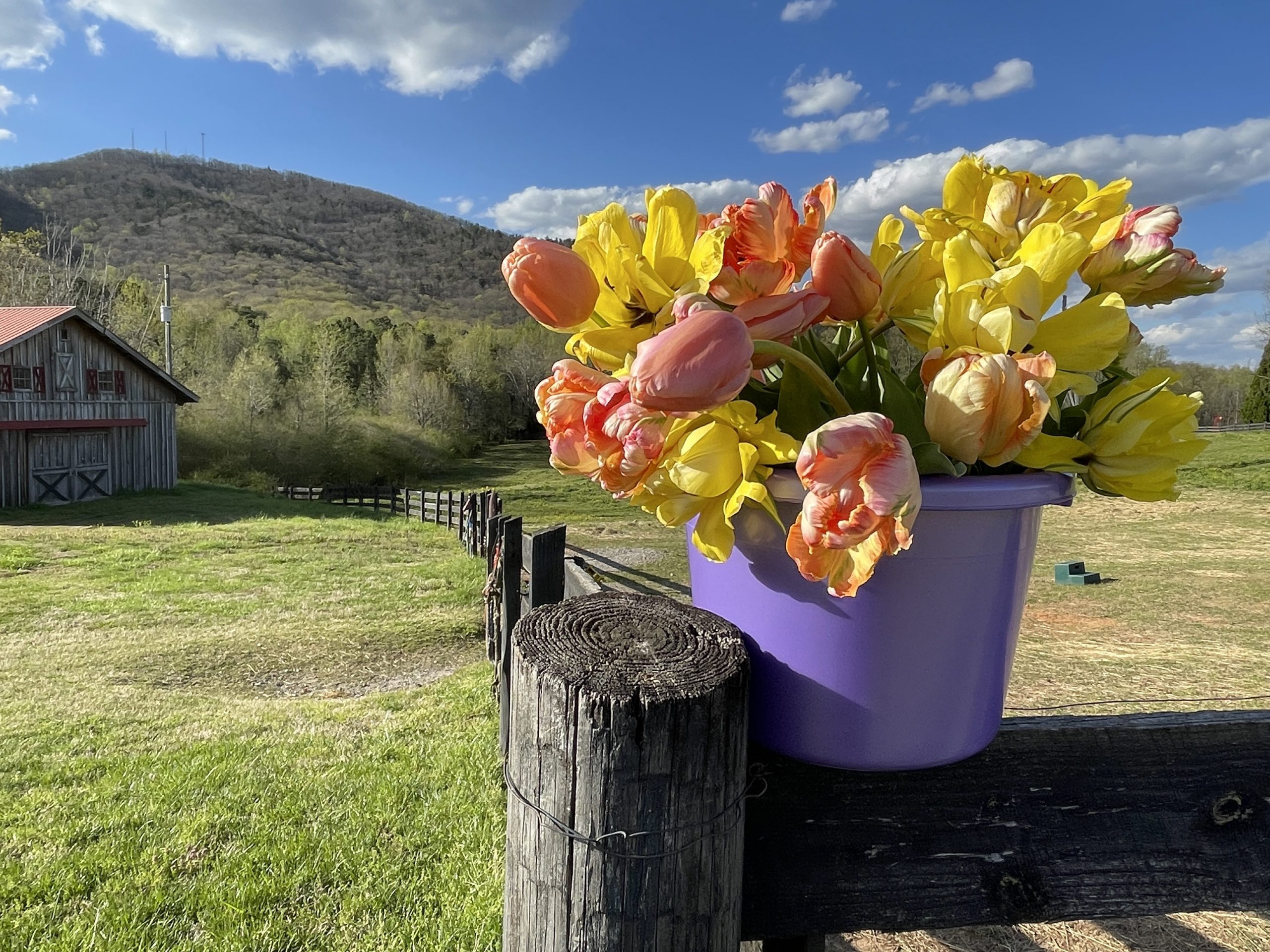 Terrific tulips