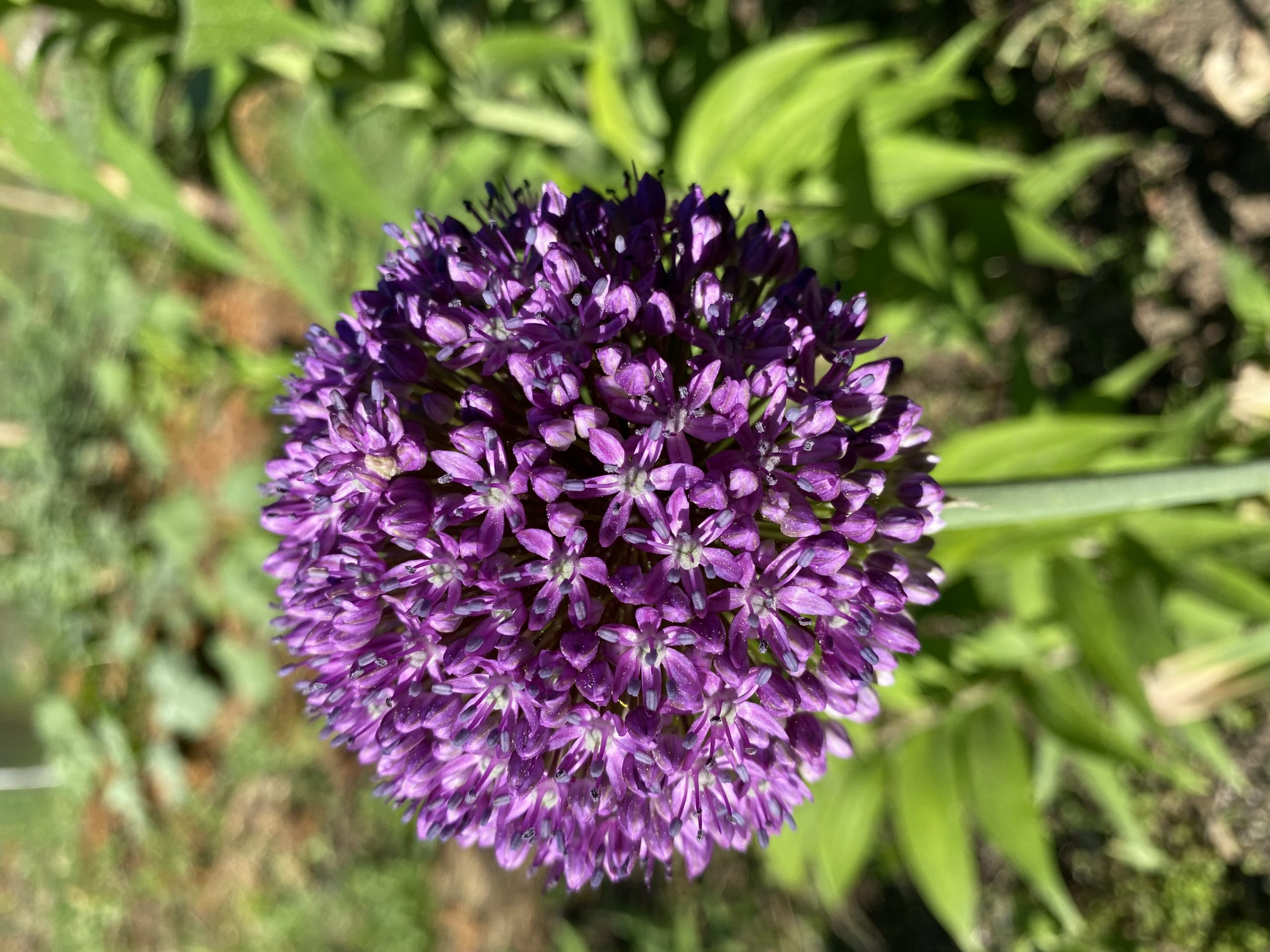 Allium giant