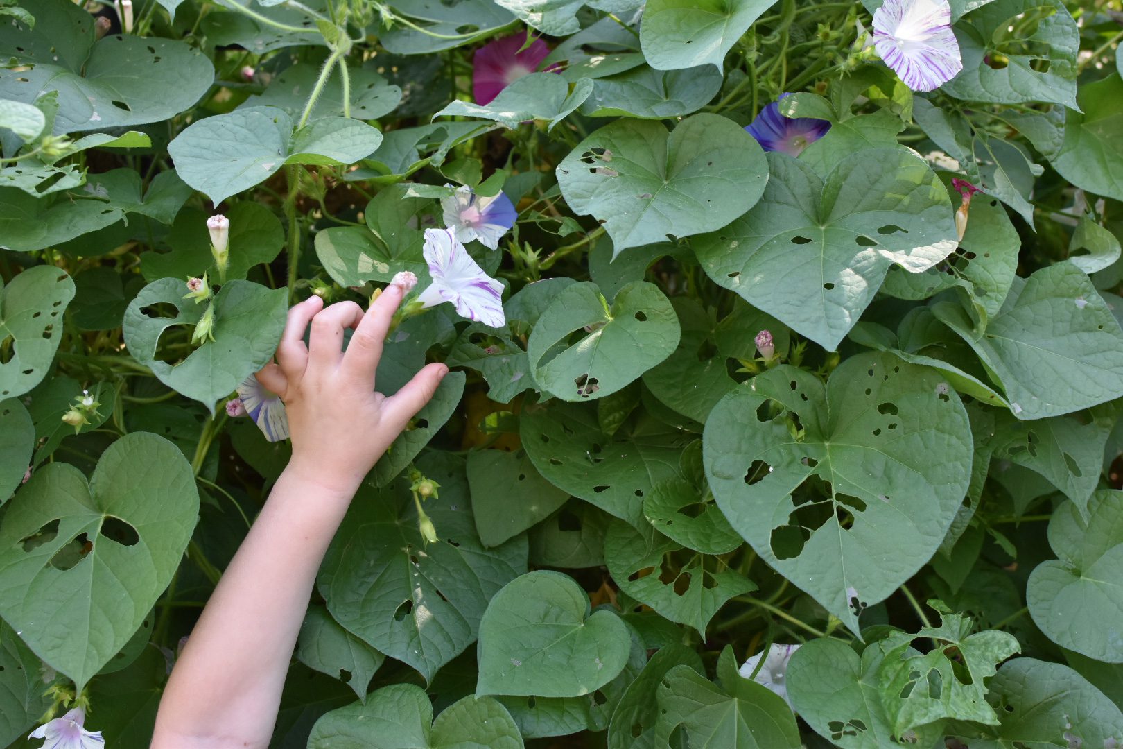 The small gardener