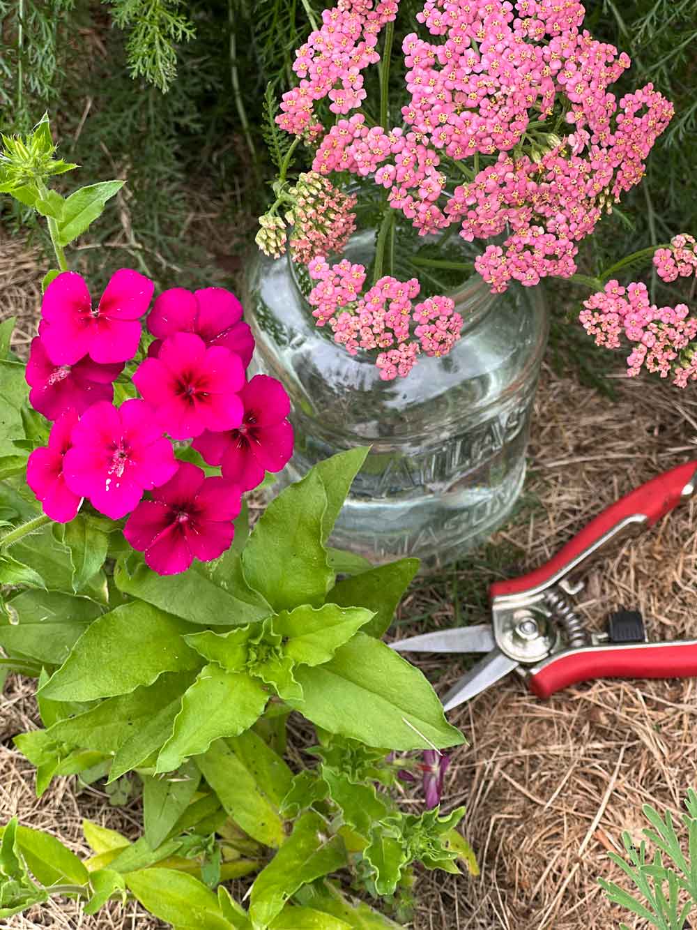 Cut Flowers