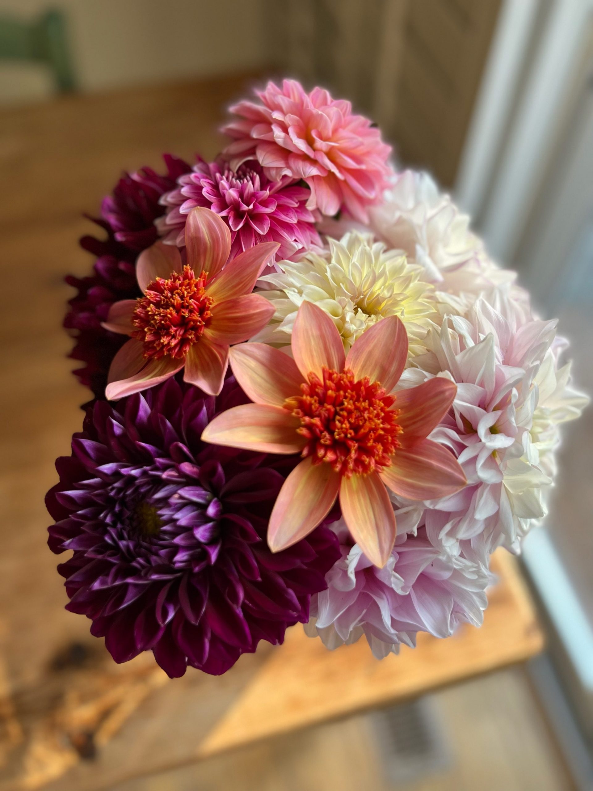 Dazzling Dahlias!