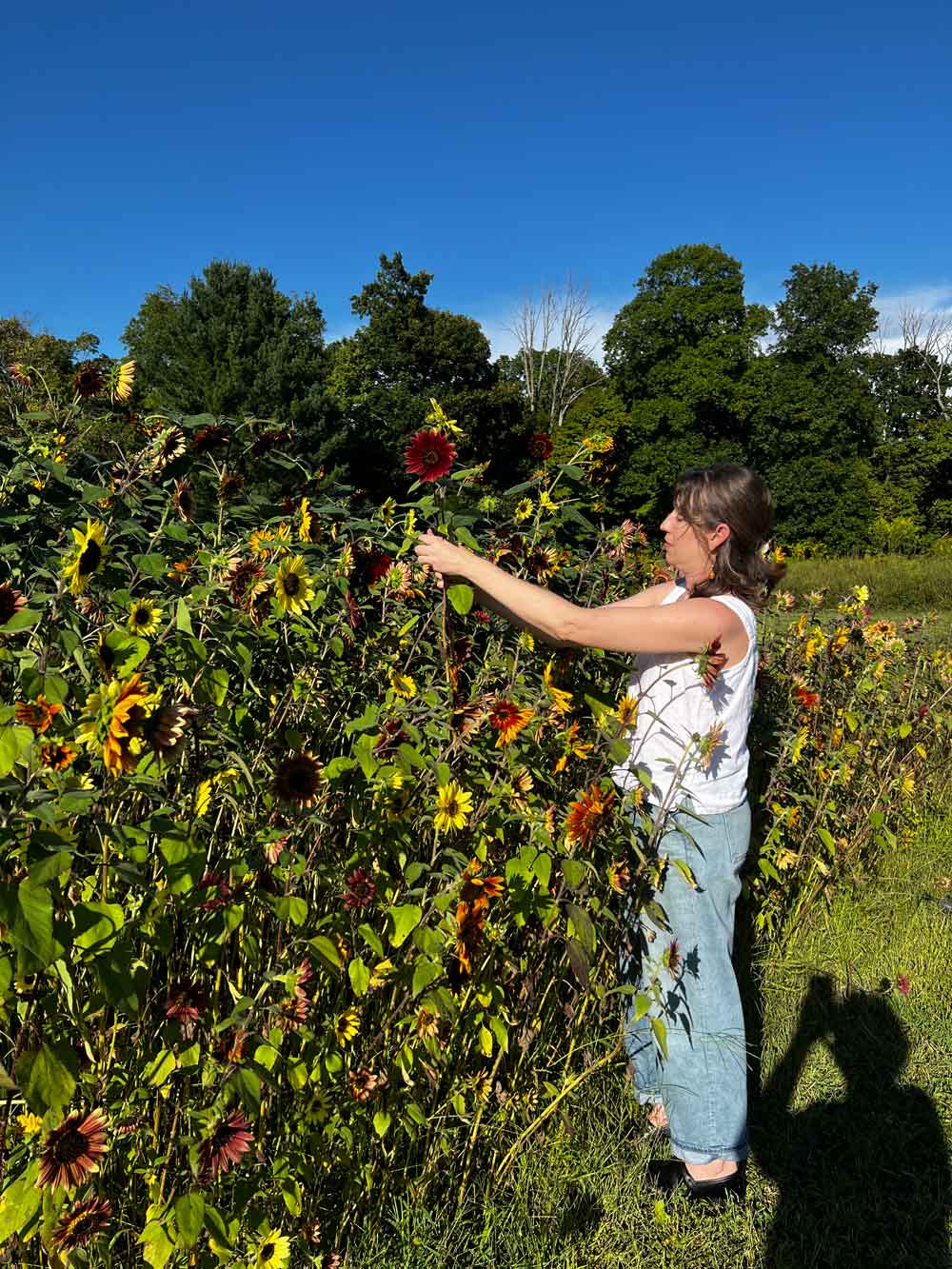 My daughter helping with sunflowers