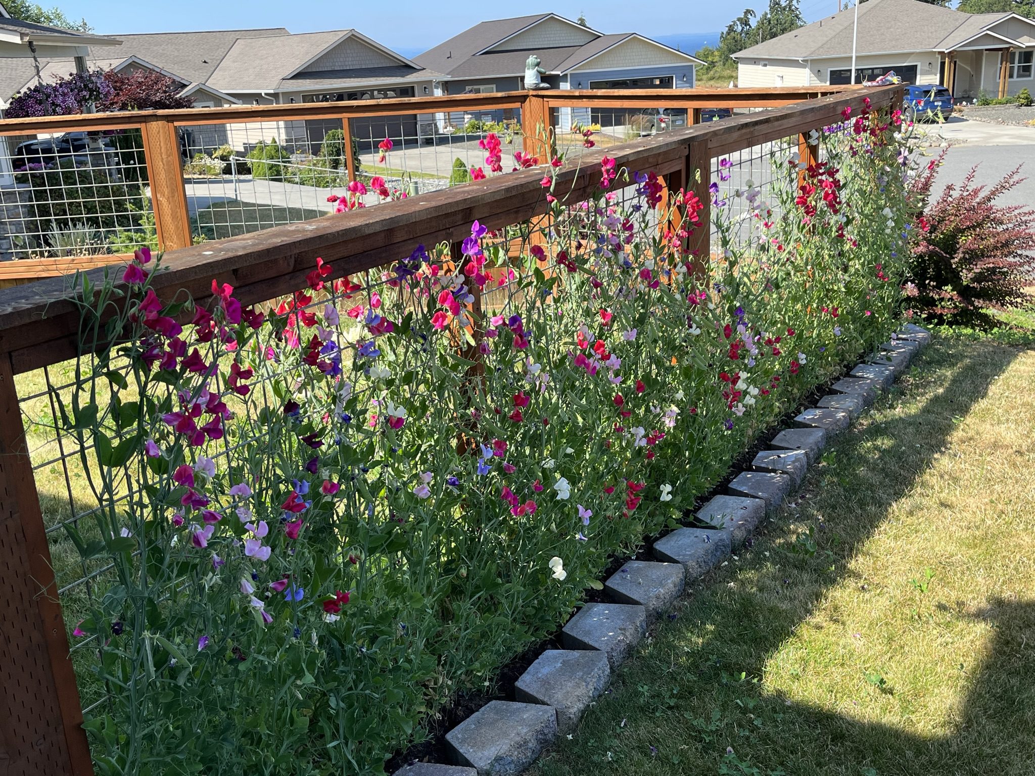 My sweet pea fence 😎