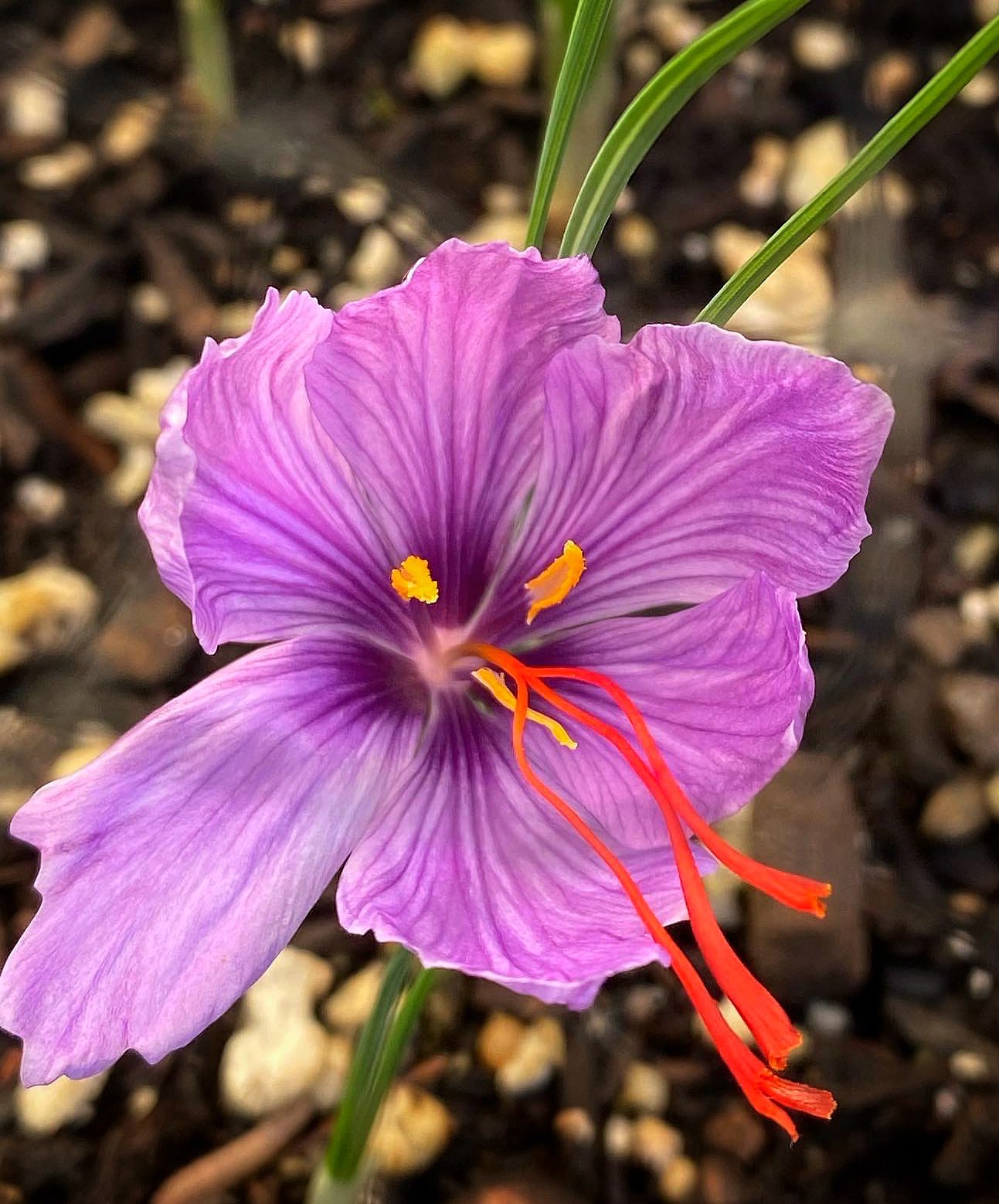 Crocus saffron in pot