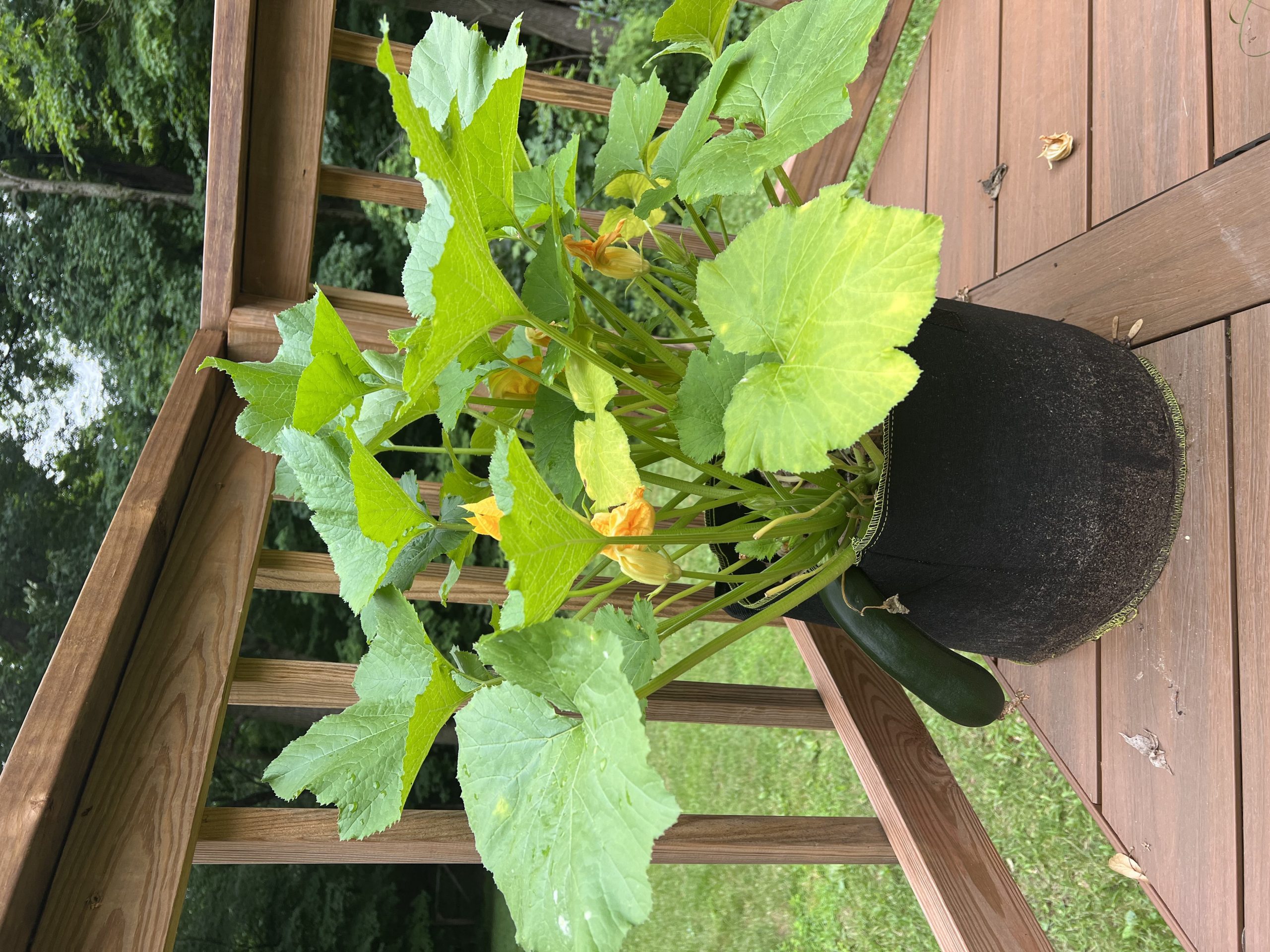 Zucchini in container