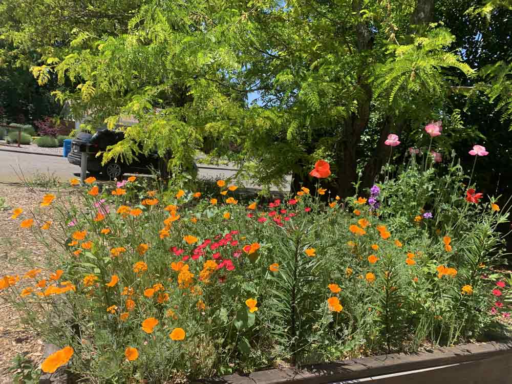 Shade seed pack in my raised garden bed