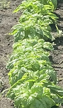 My oh my! Mammoth Basil!!!