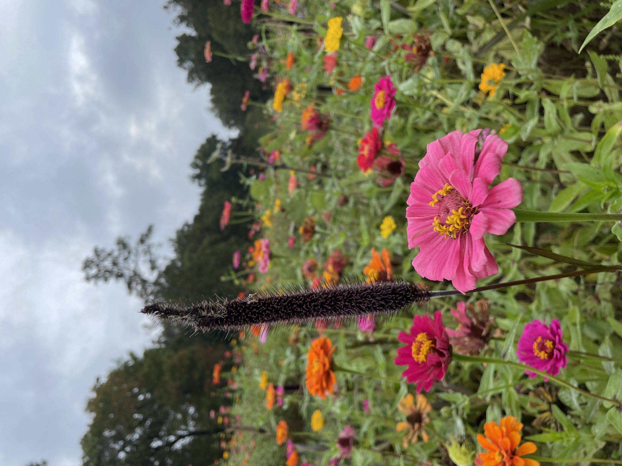 Zinnias & Millet