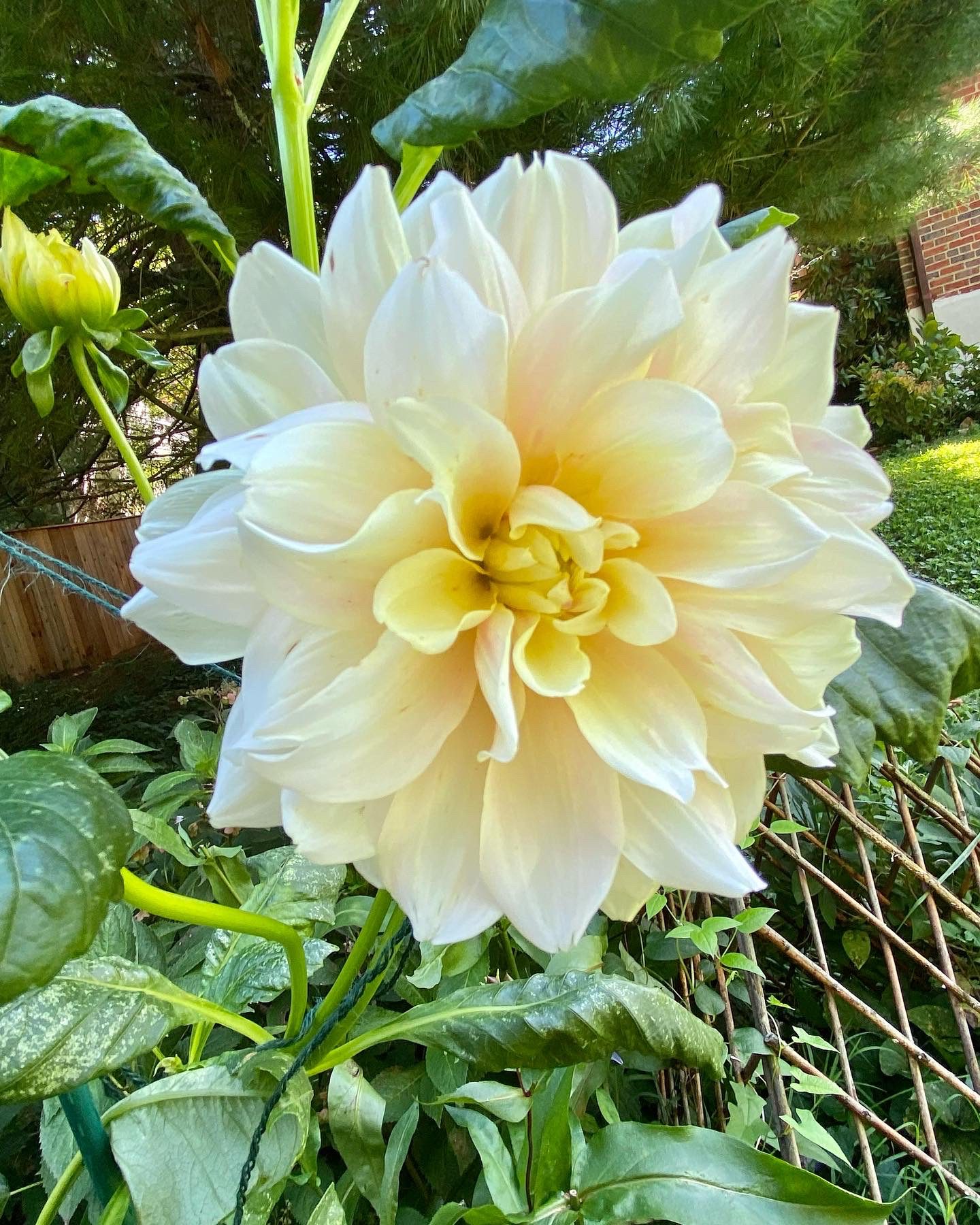 My beautiful Break Out dahlias!