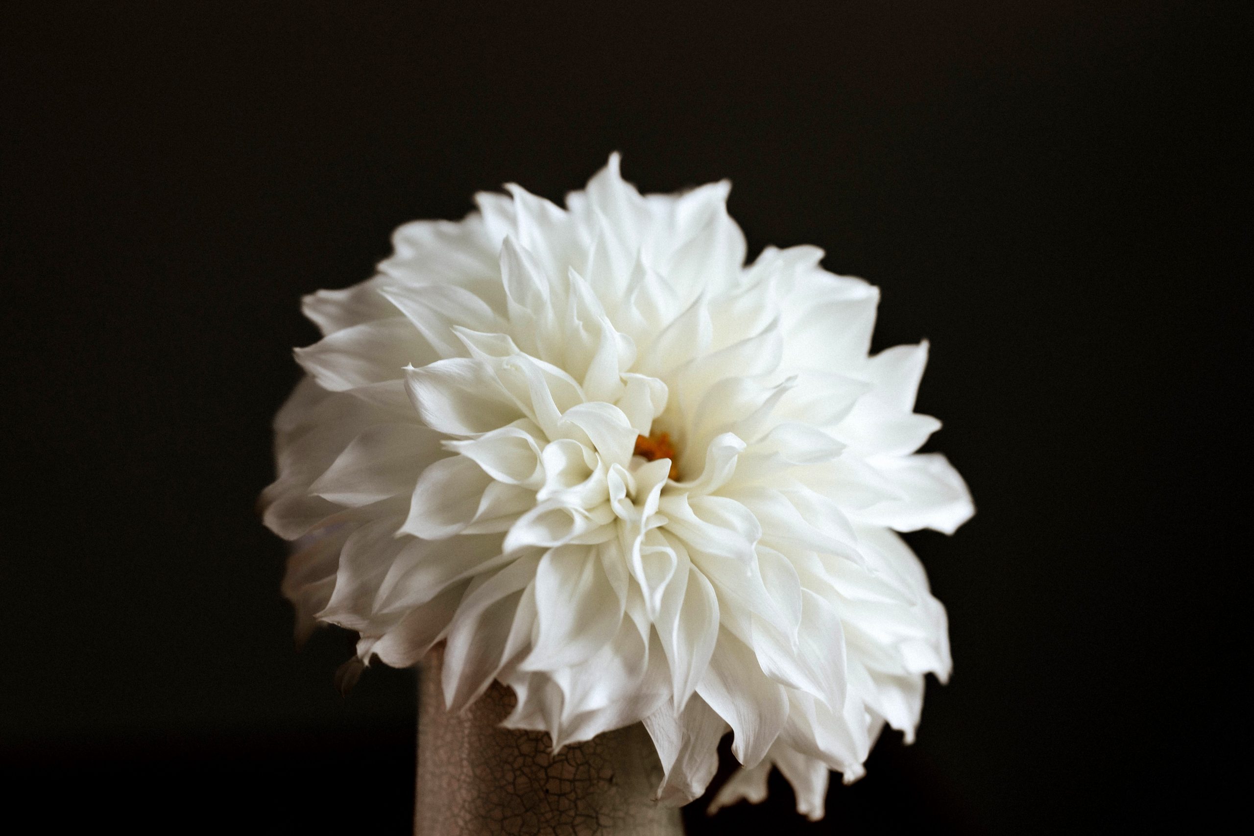 Close up of Fleurel Dahlia