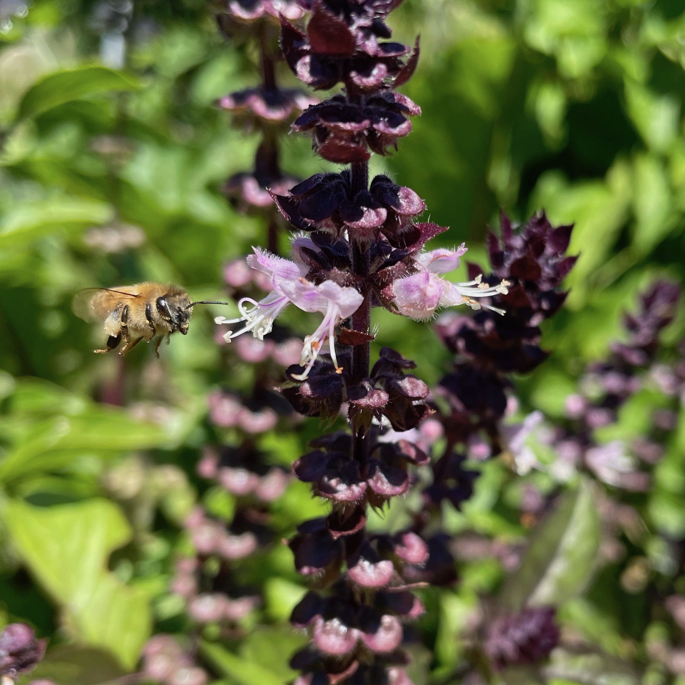 A happy pollinator