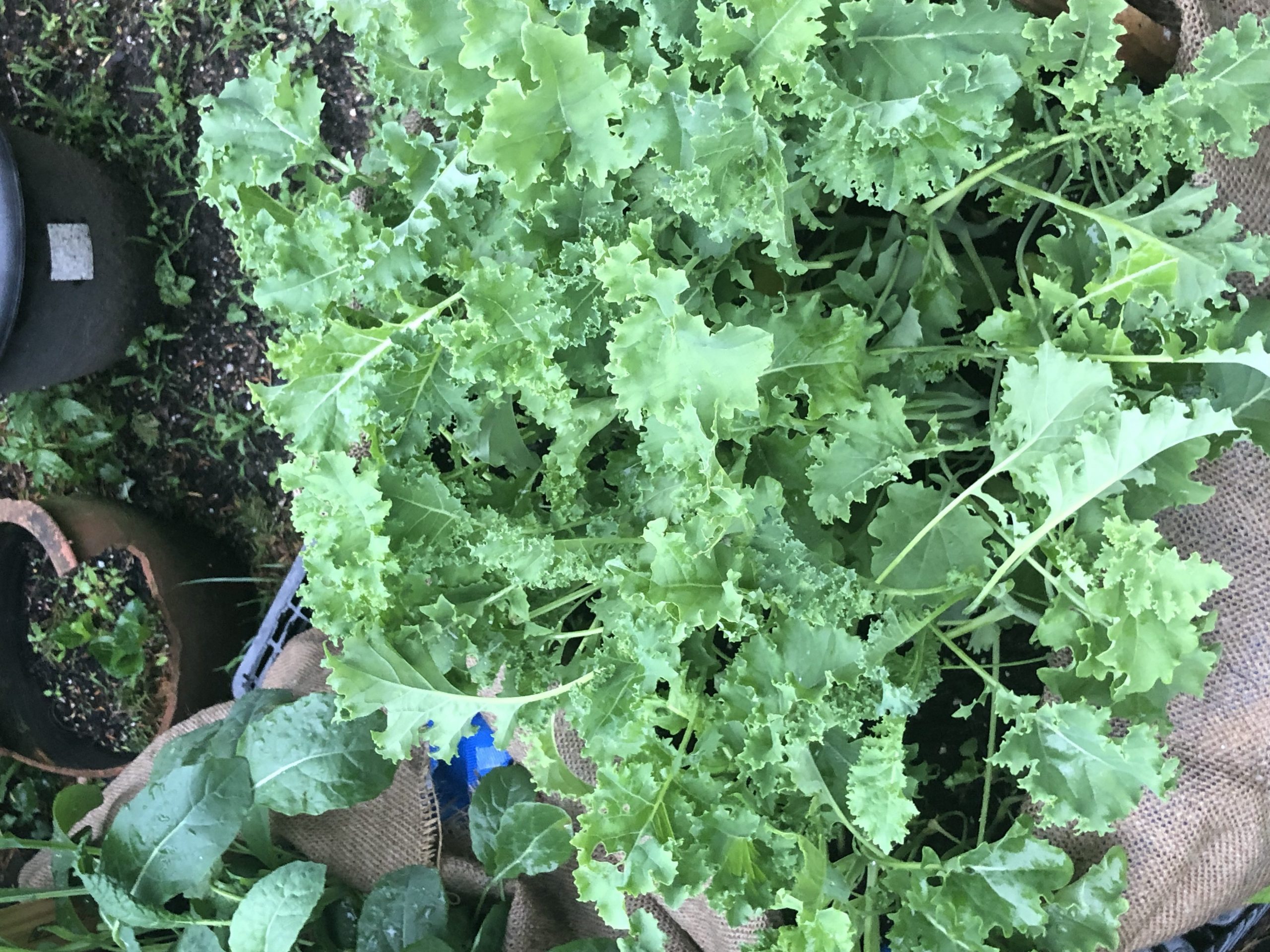 My bags of Kale