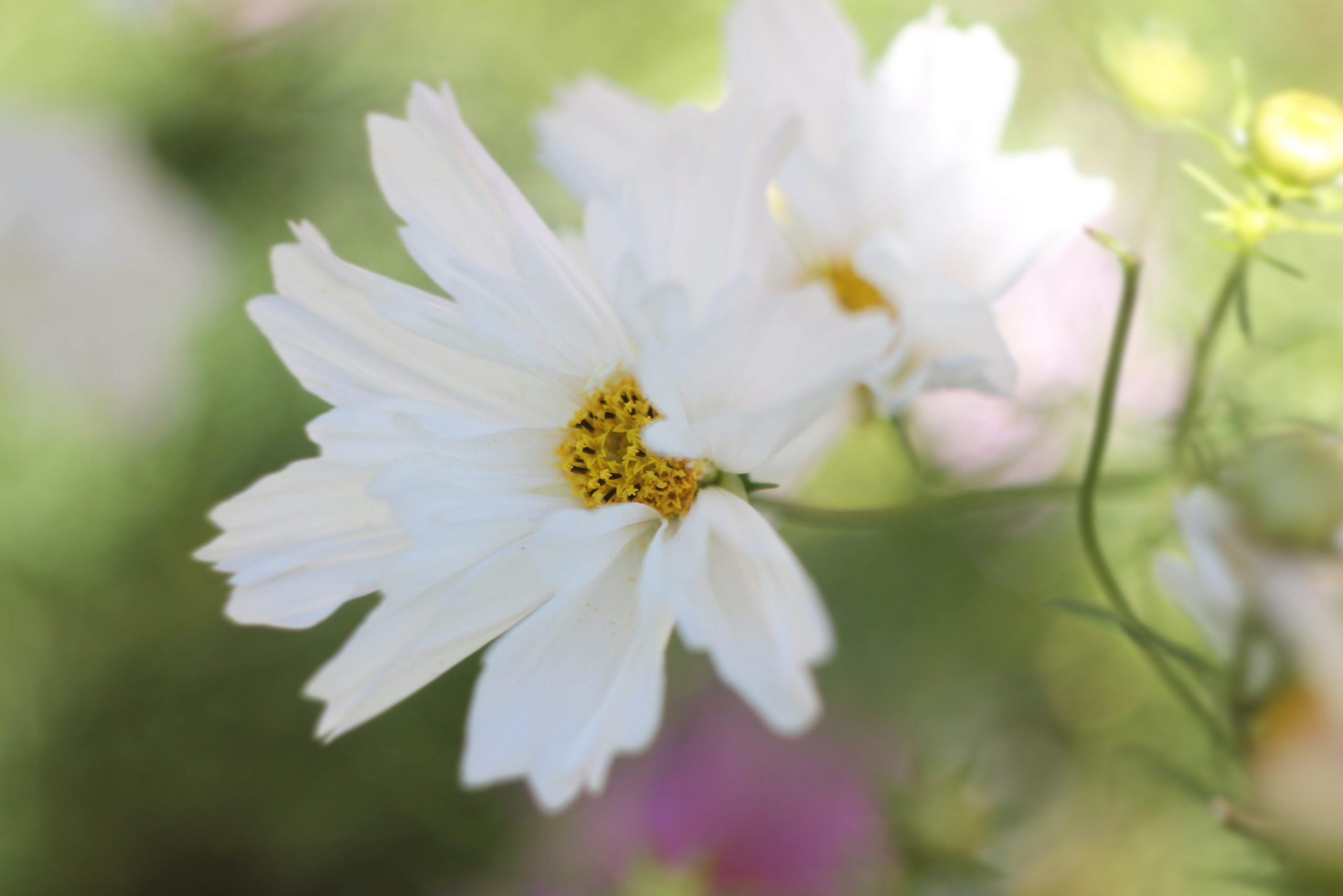 Cosmos in my garden