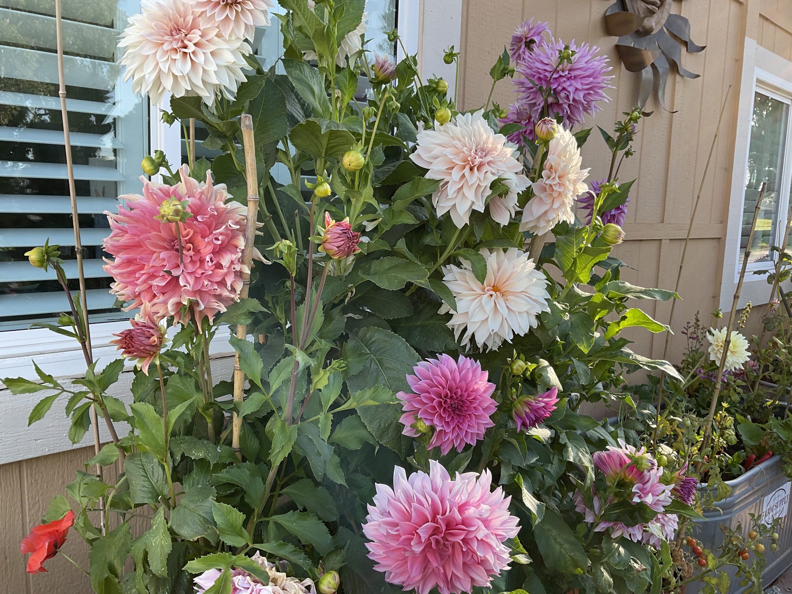 Dahlias in containers