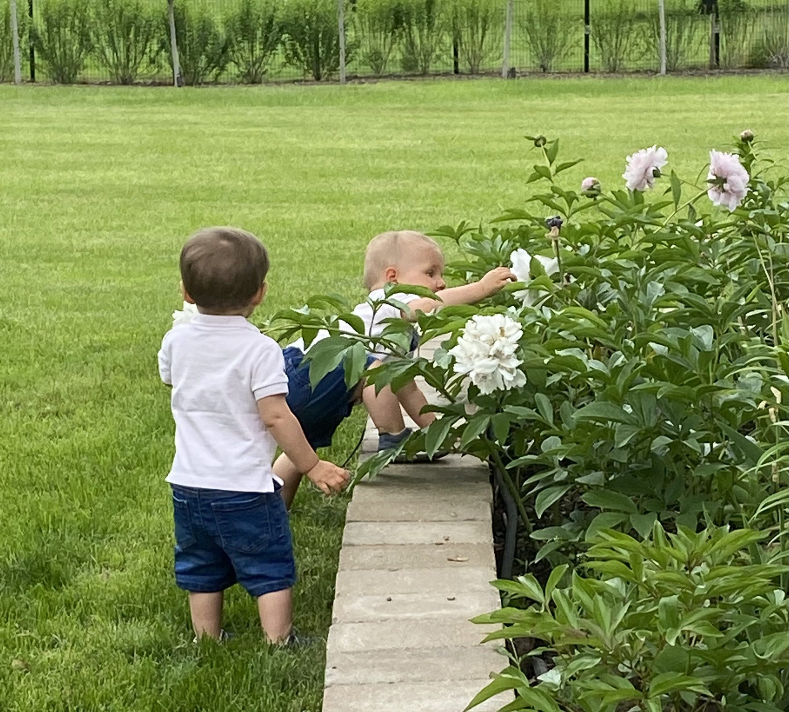 Picking peonies