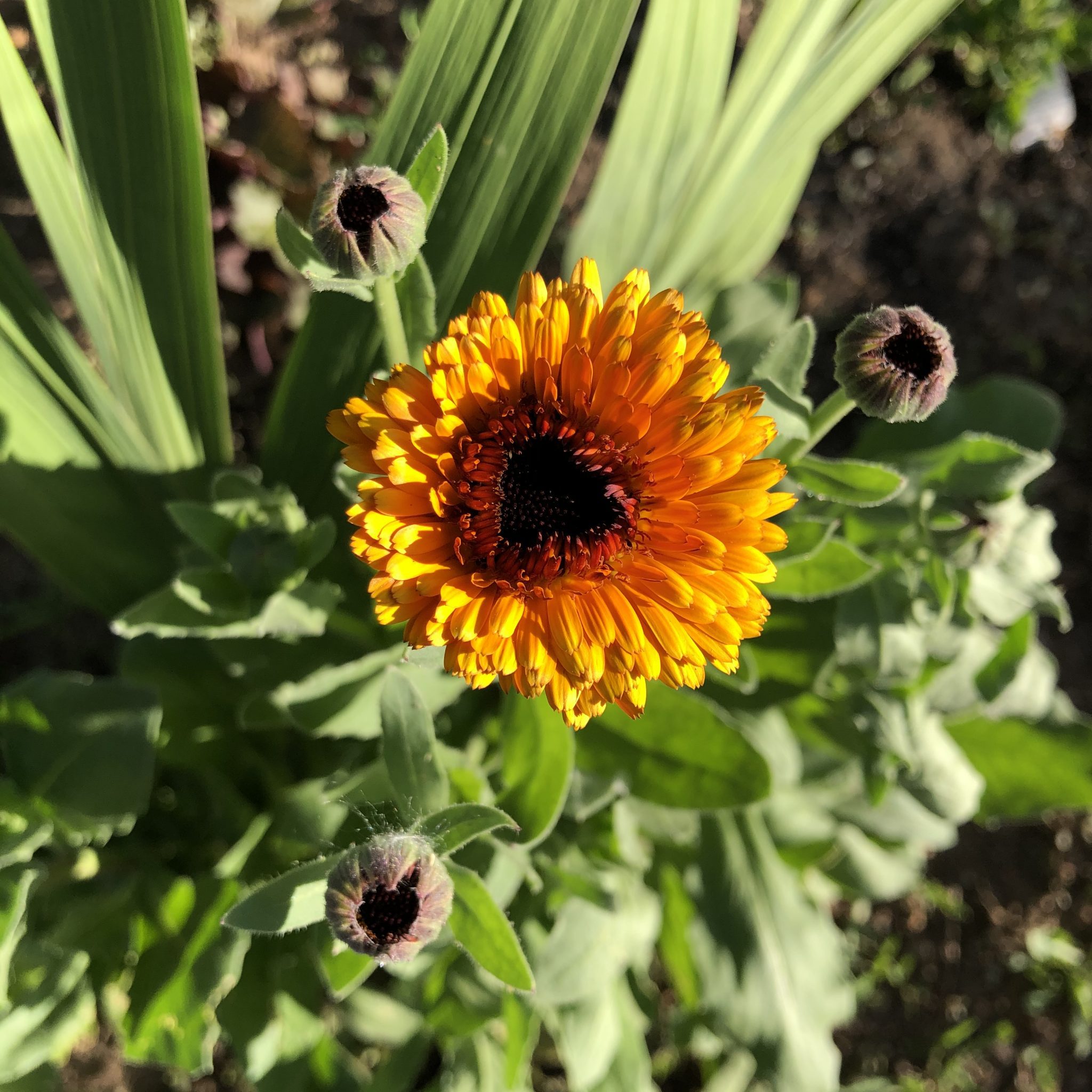 Calendula… Bless You