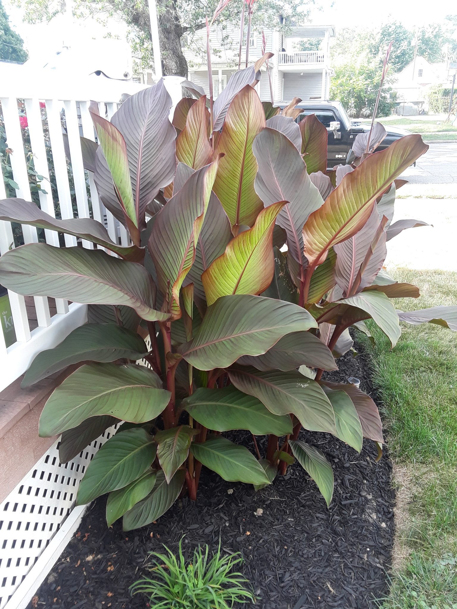 Canna Lily Australia